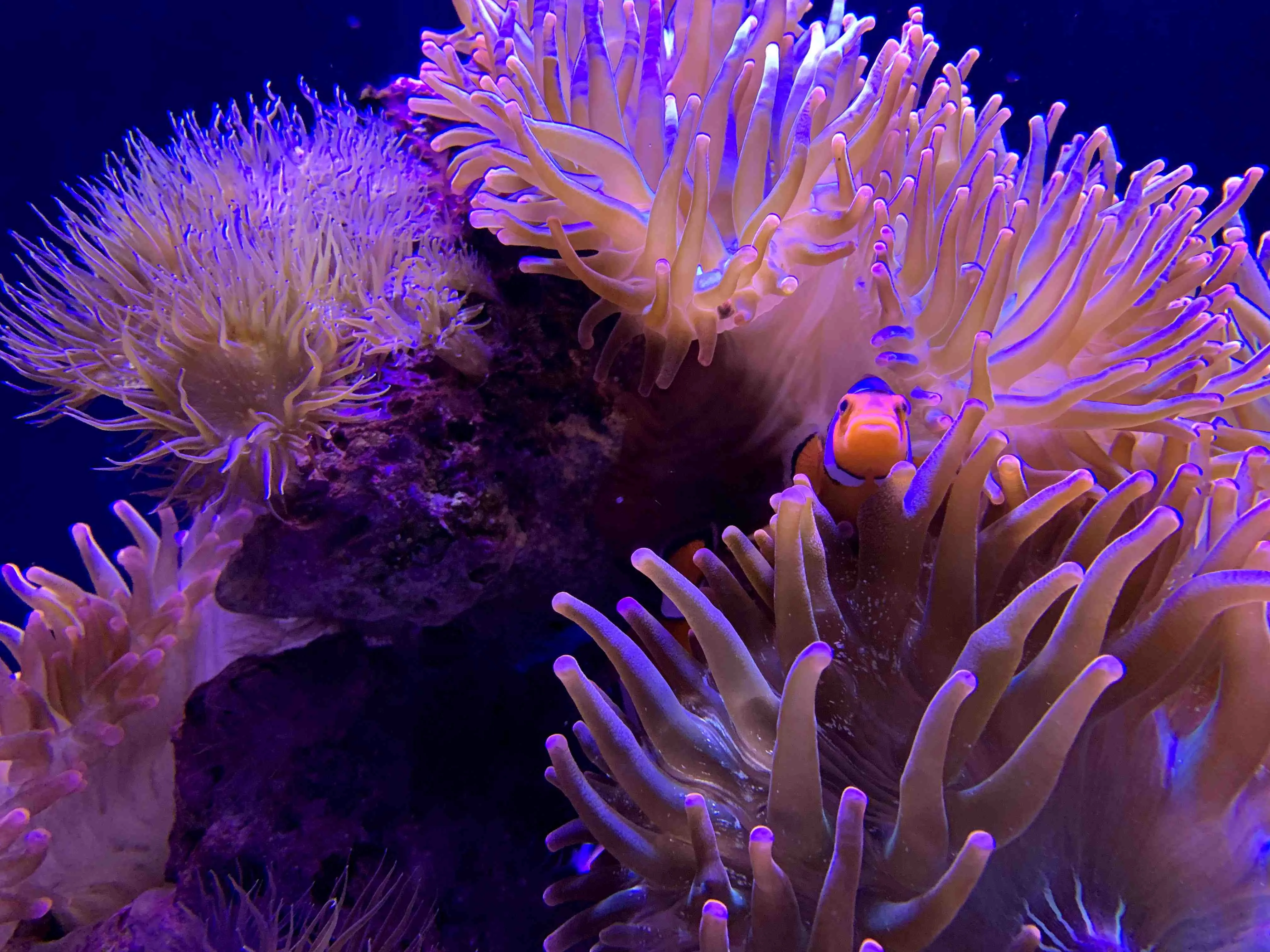 Nemo is looking at us!