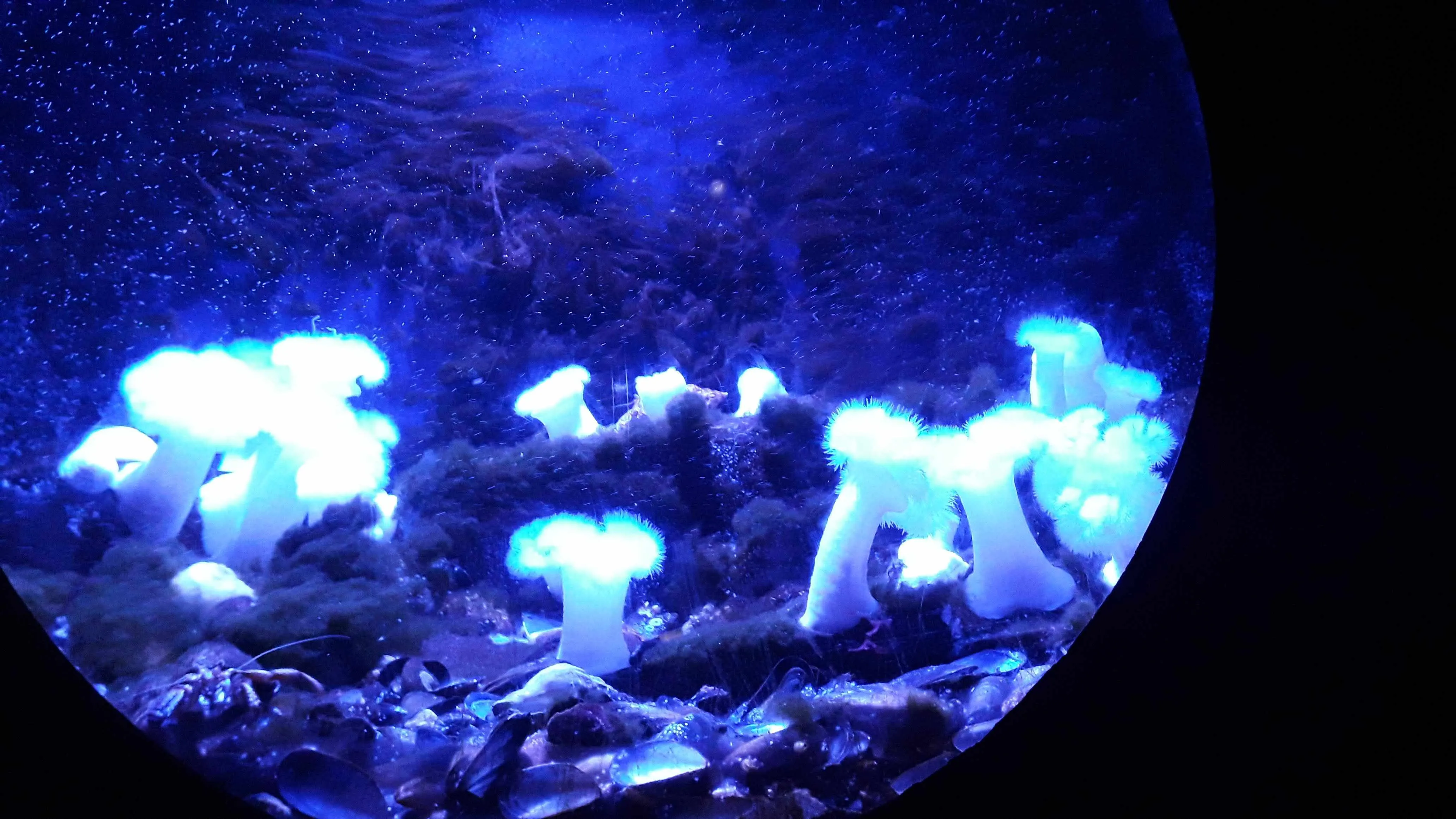 Bioluminescent corais macios