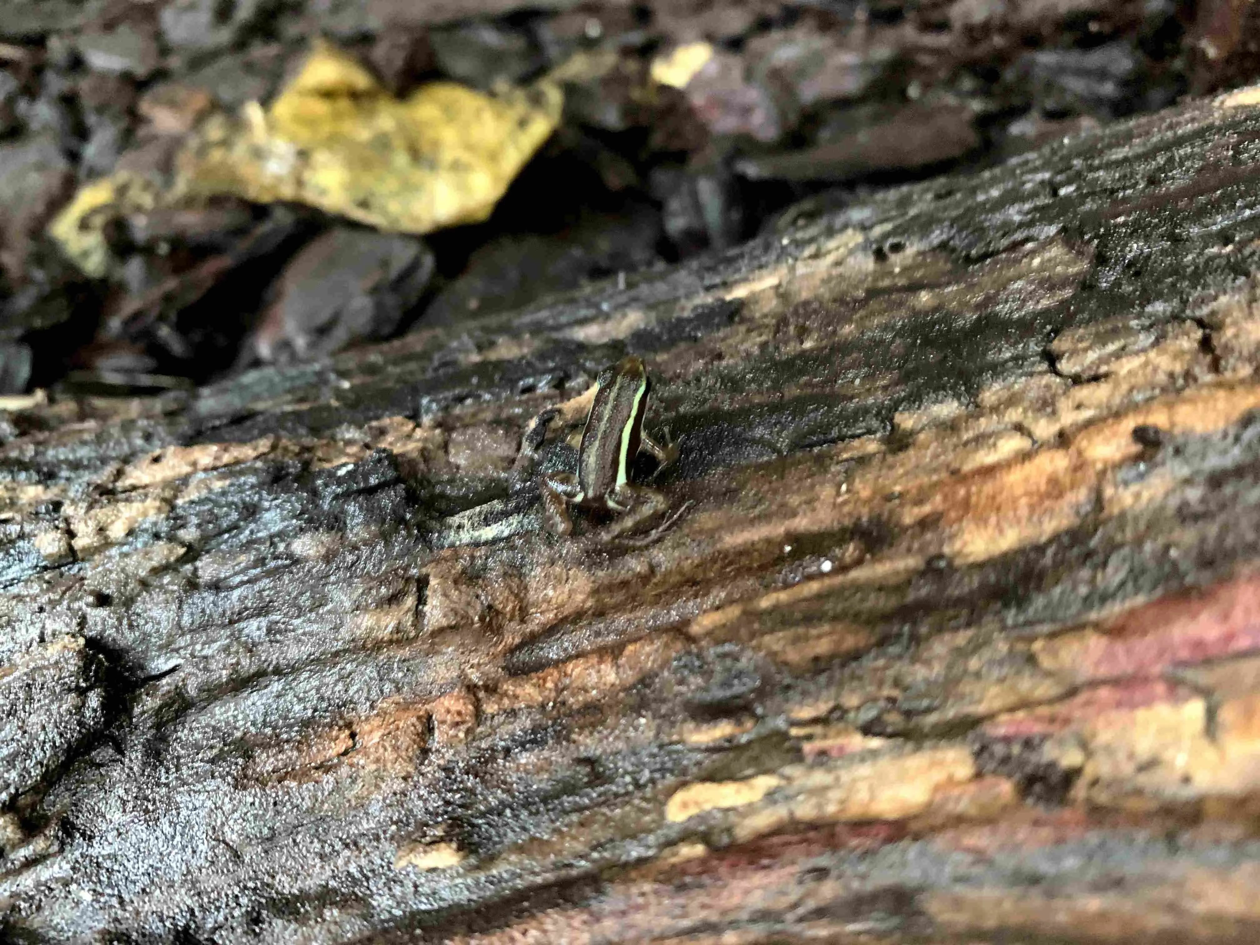Tri-colored poison dart frog