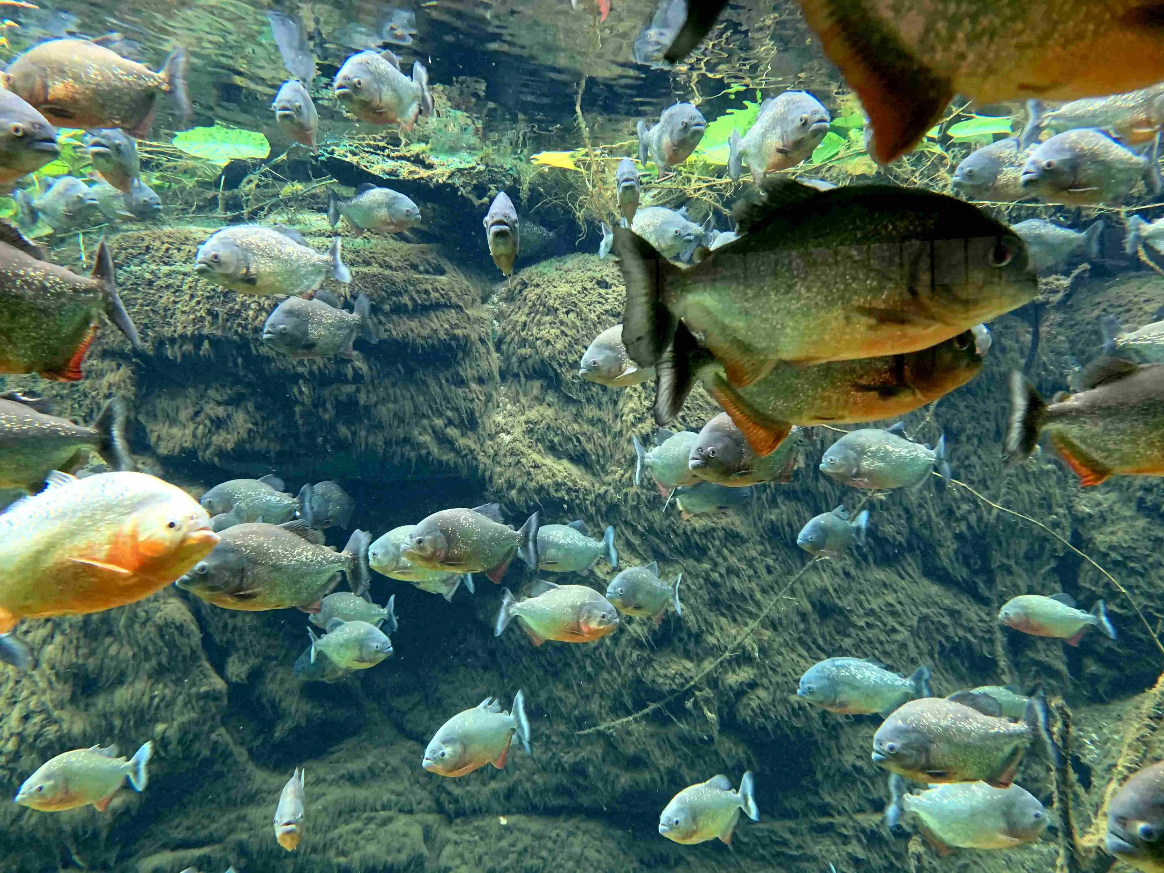 Red-bellied piranha