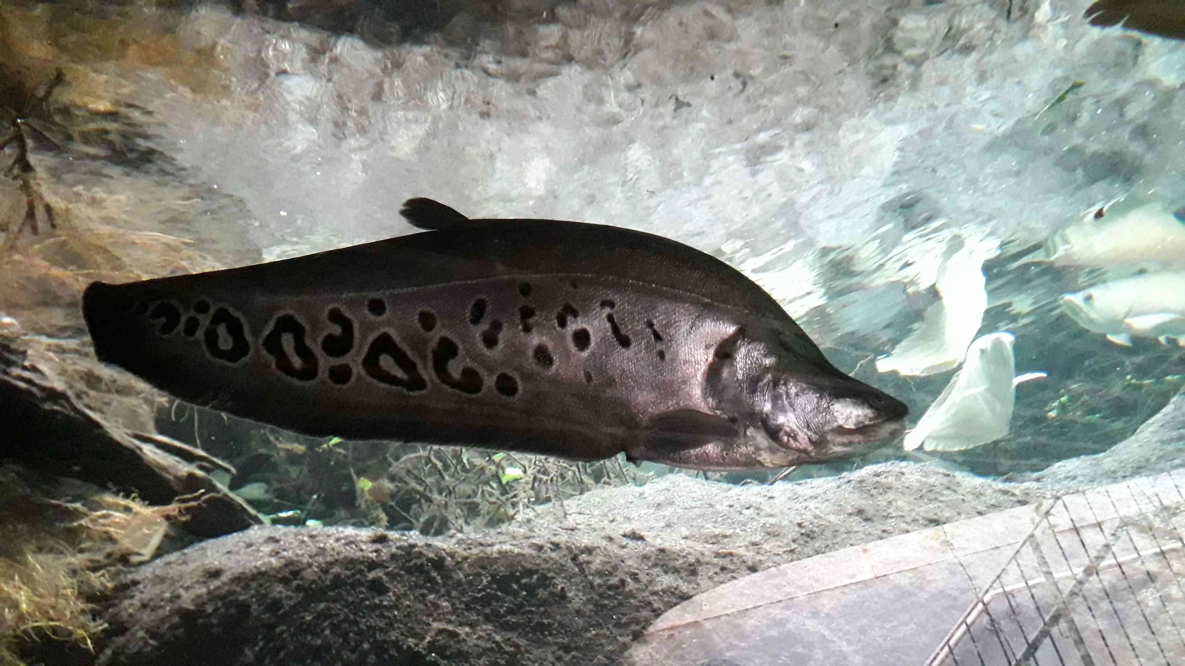 Chitala chitala