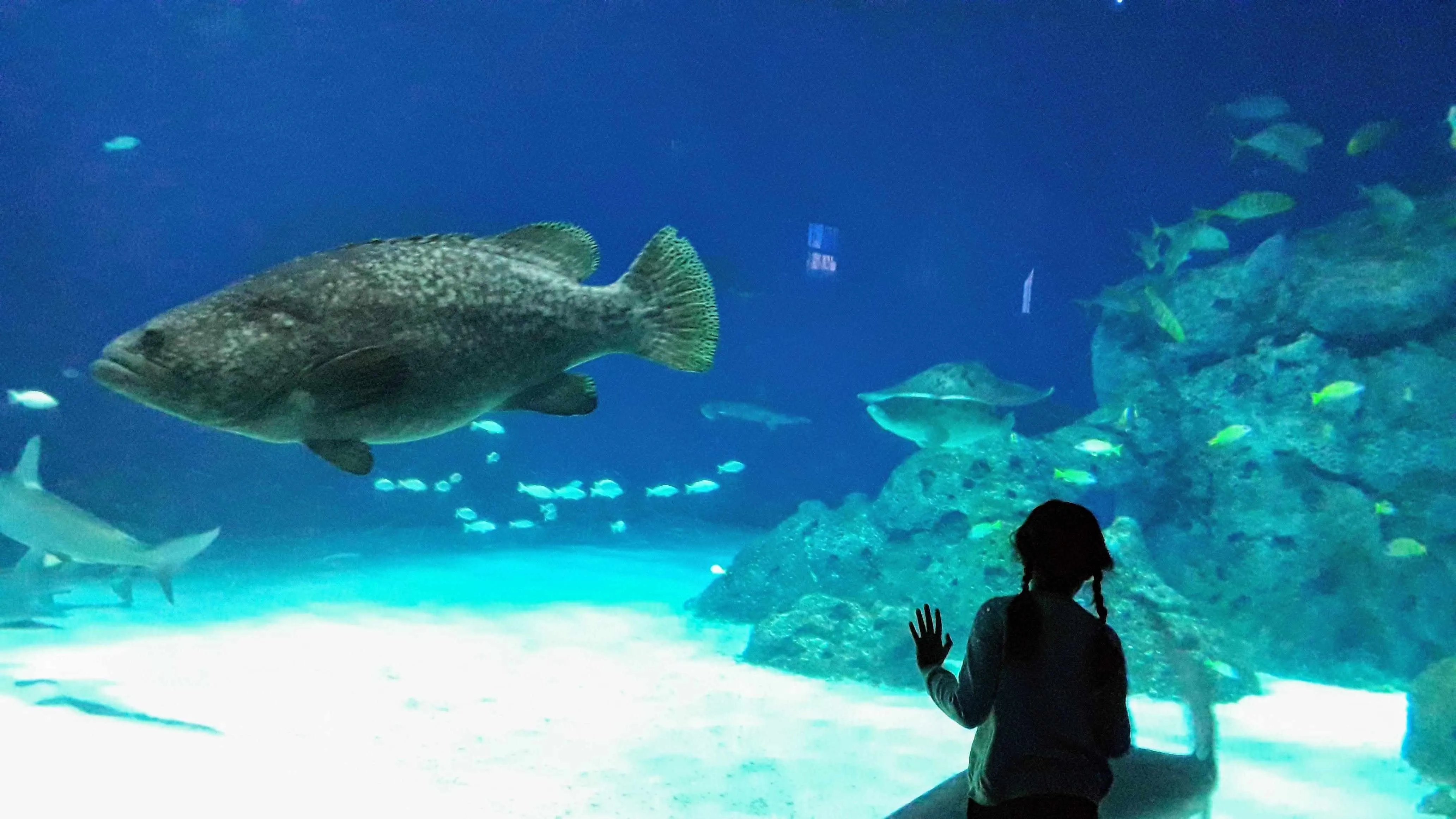 We Found Nemo (and Dory!) at Northern Europe’s Largest Aquarium