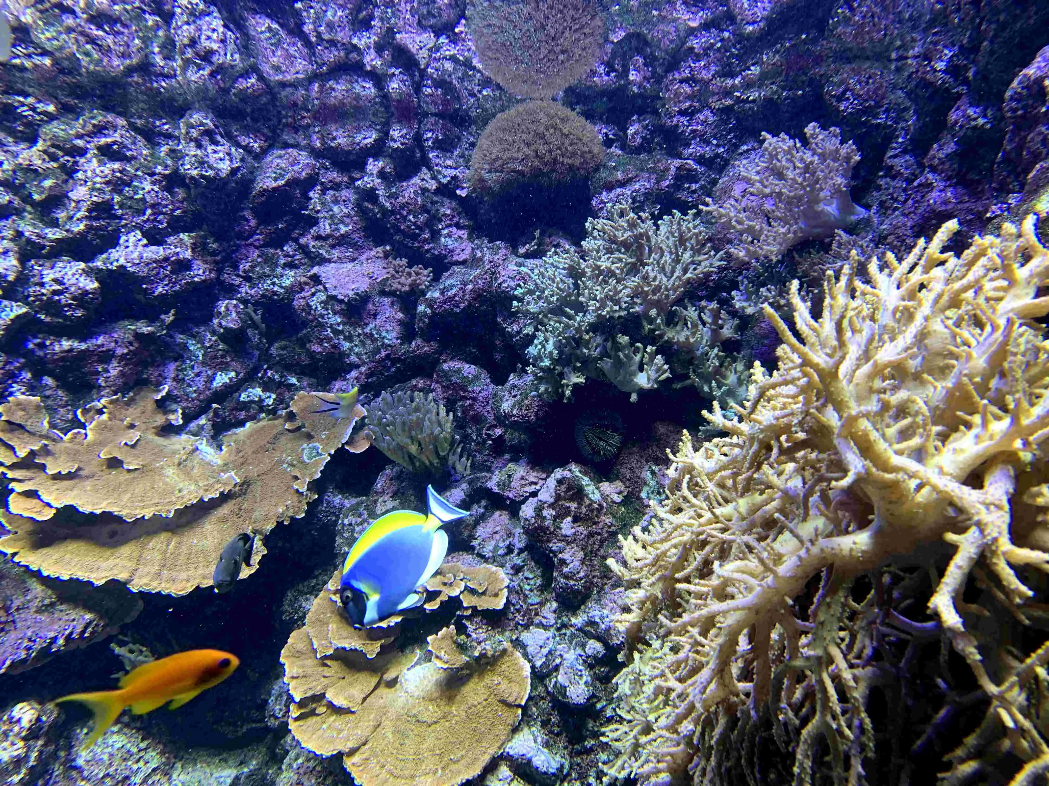 Dory! Powder blue tang