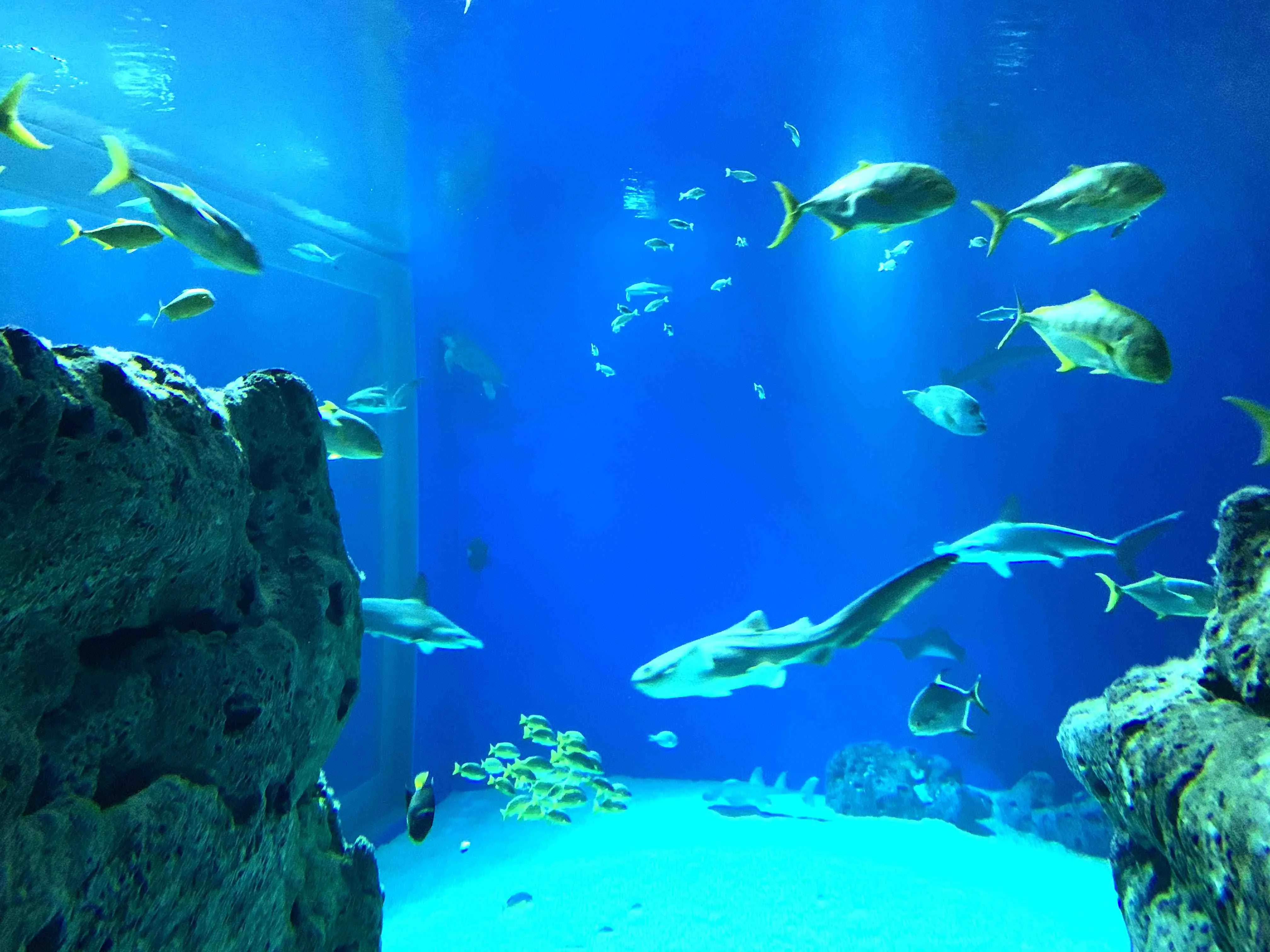 Sharks