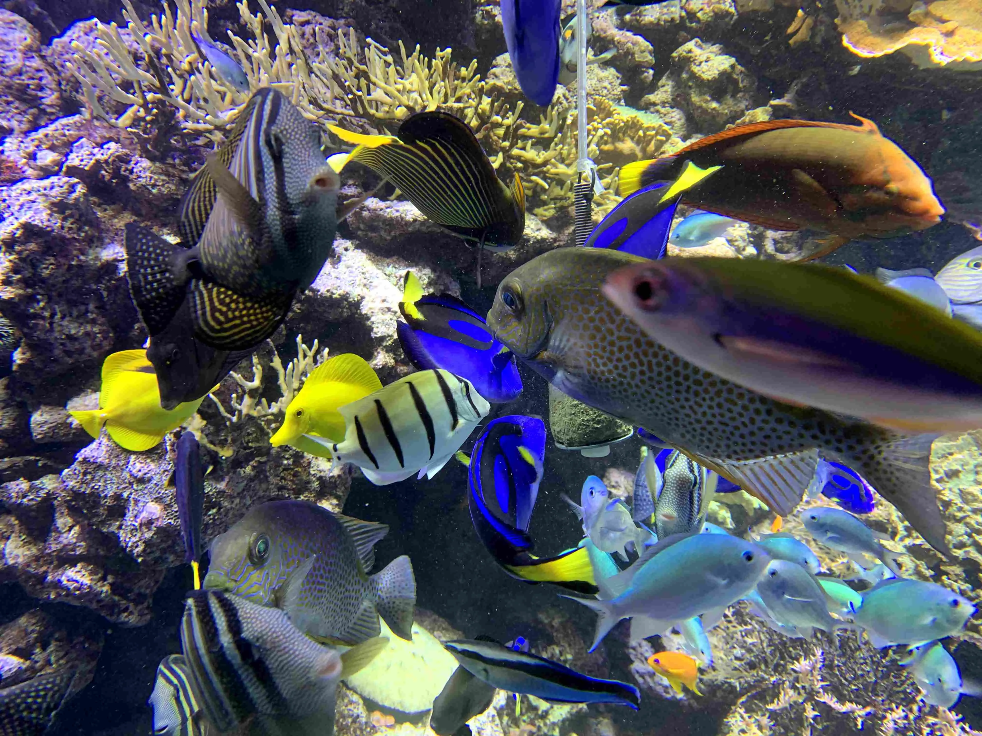 Multiple Fishes