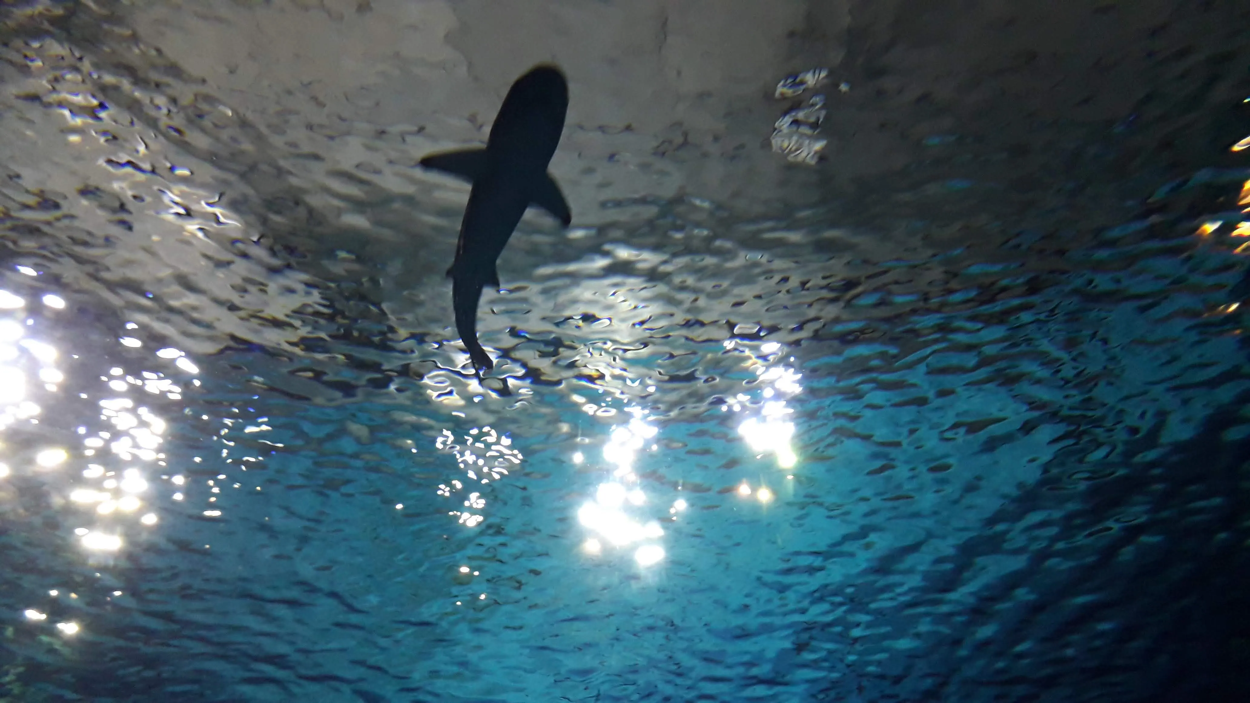 Shark