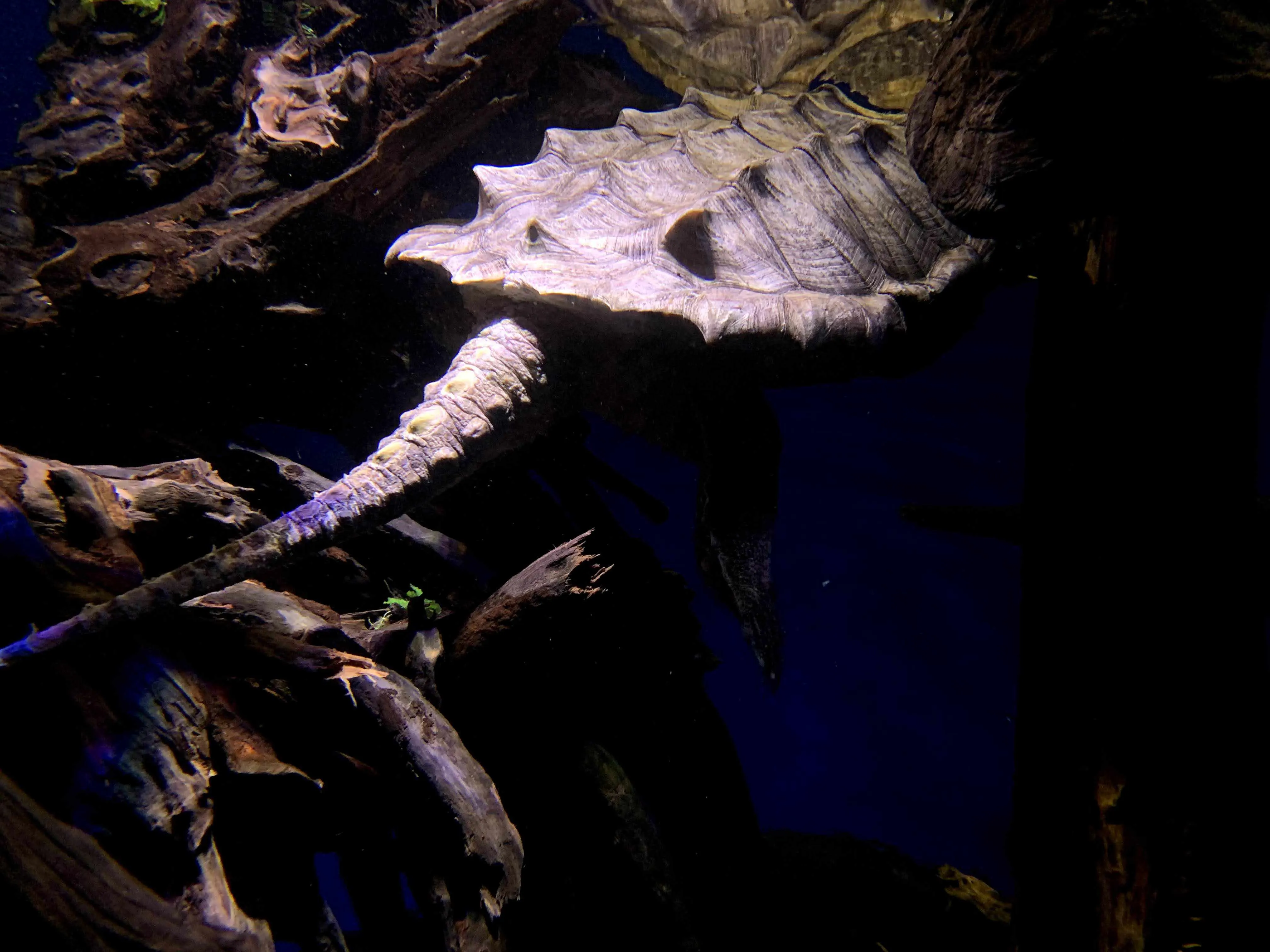 Mata Mata Turtle