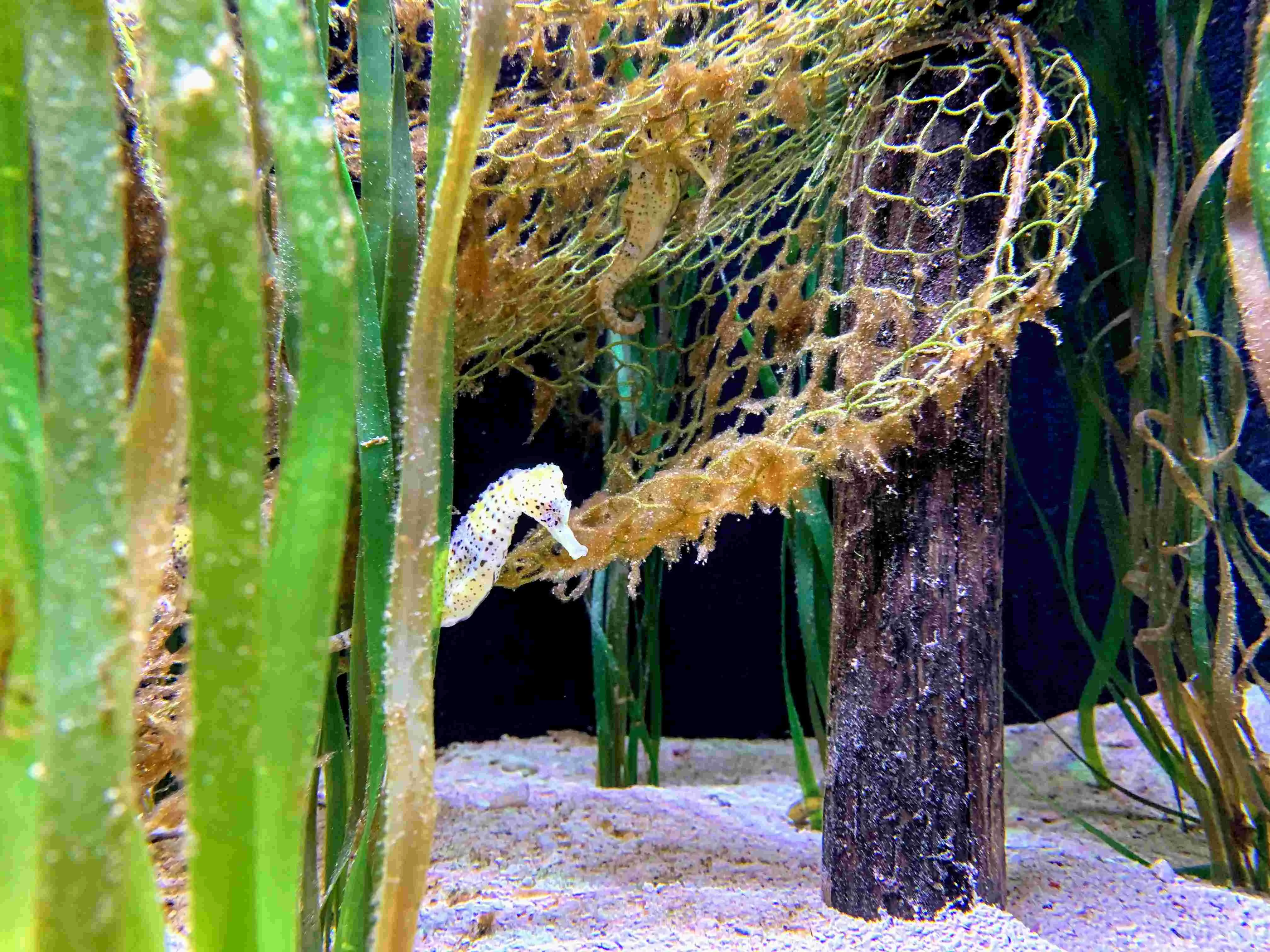 Seahorse