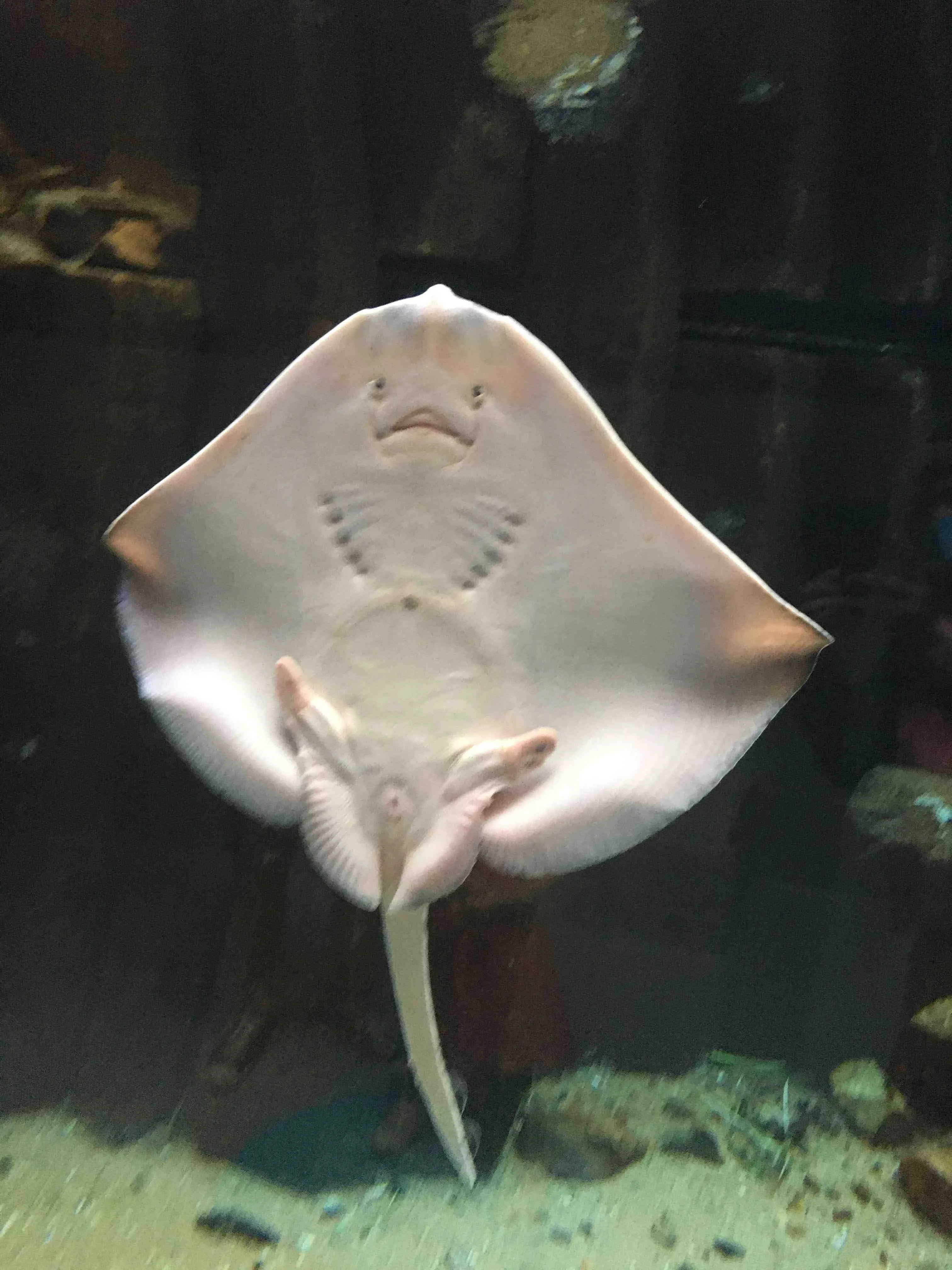 Stingray