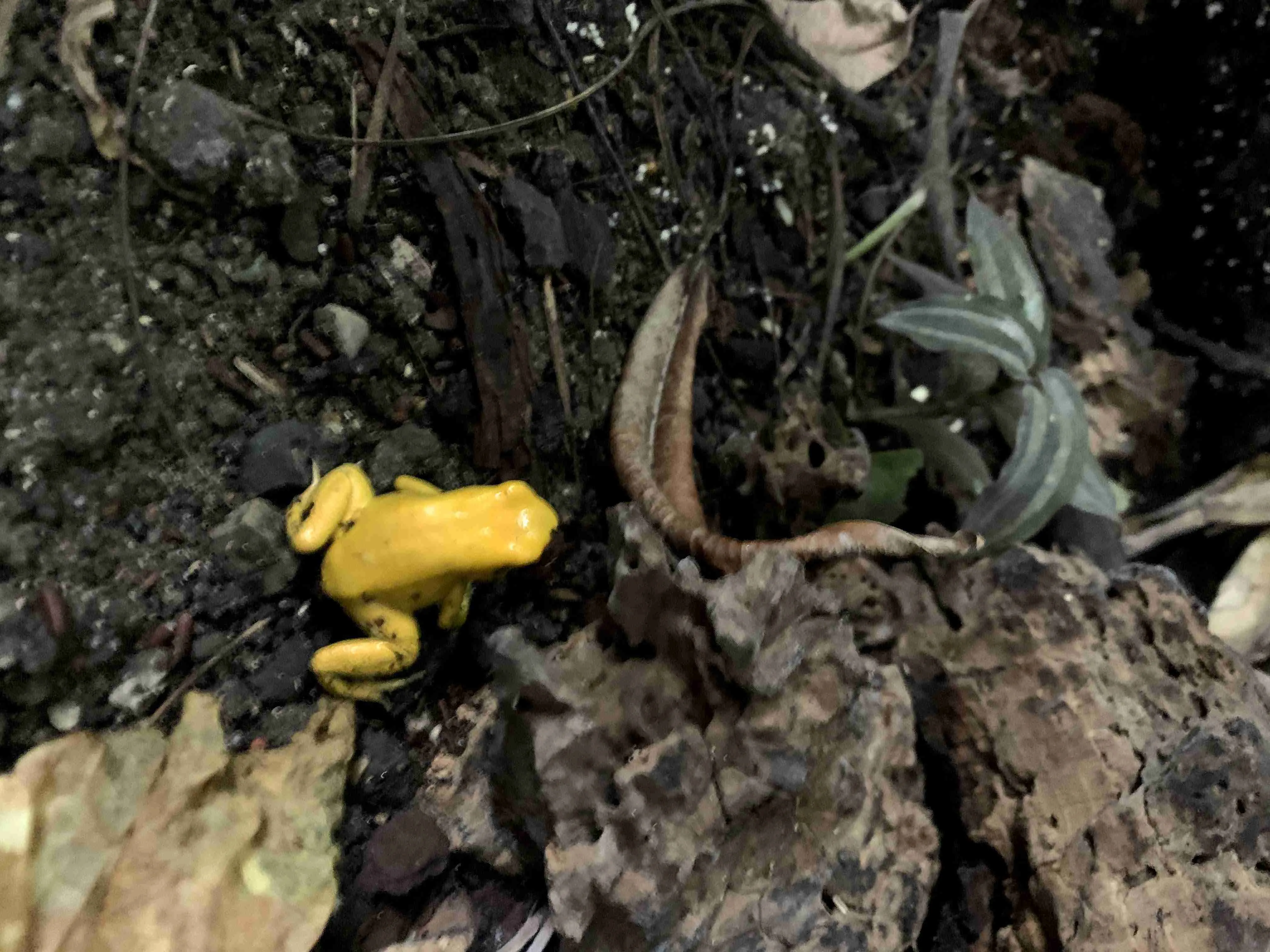 The Golden Poison Frog