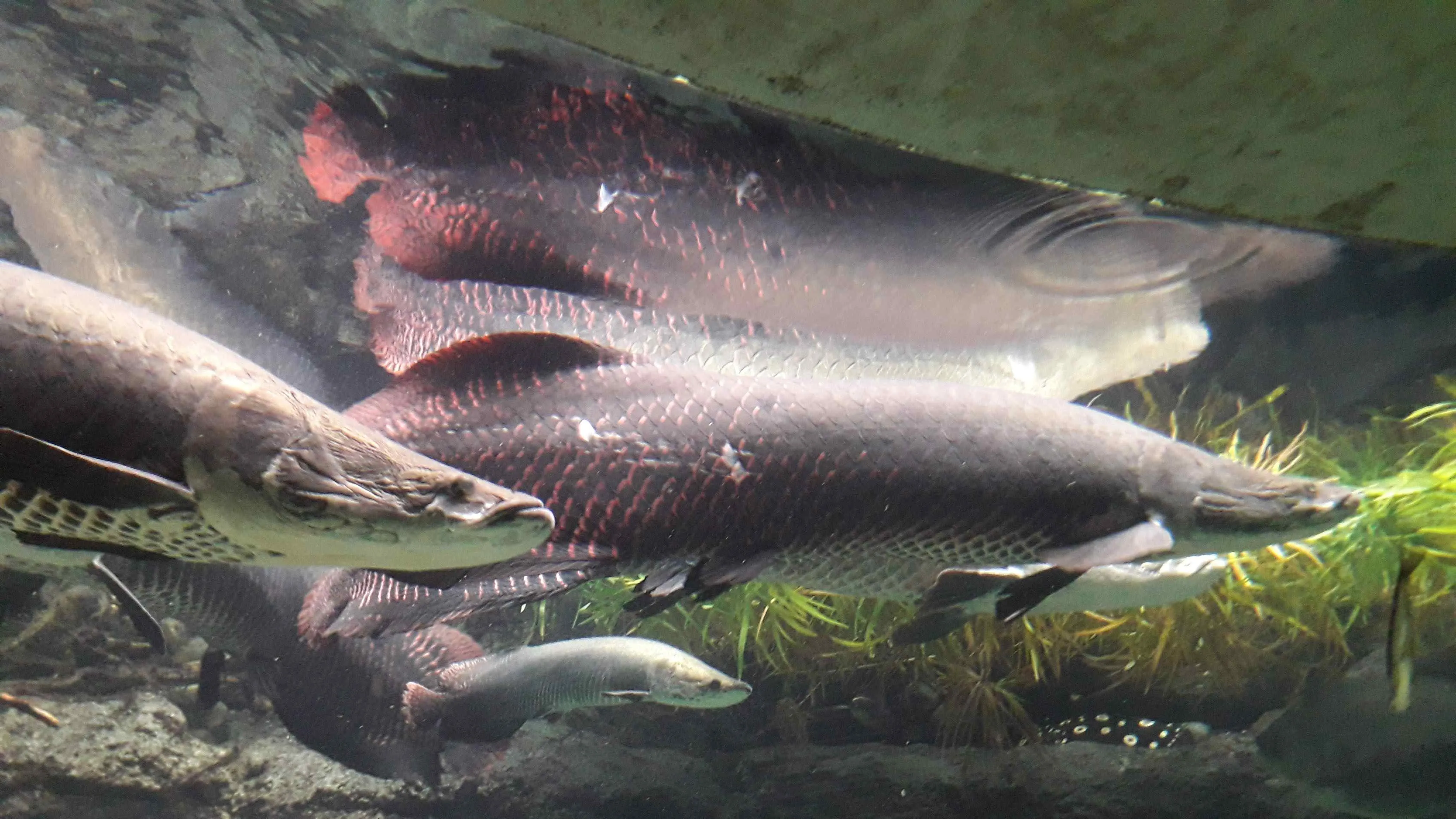 Alligator gar