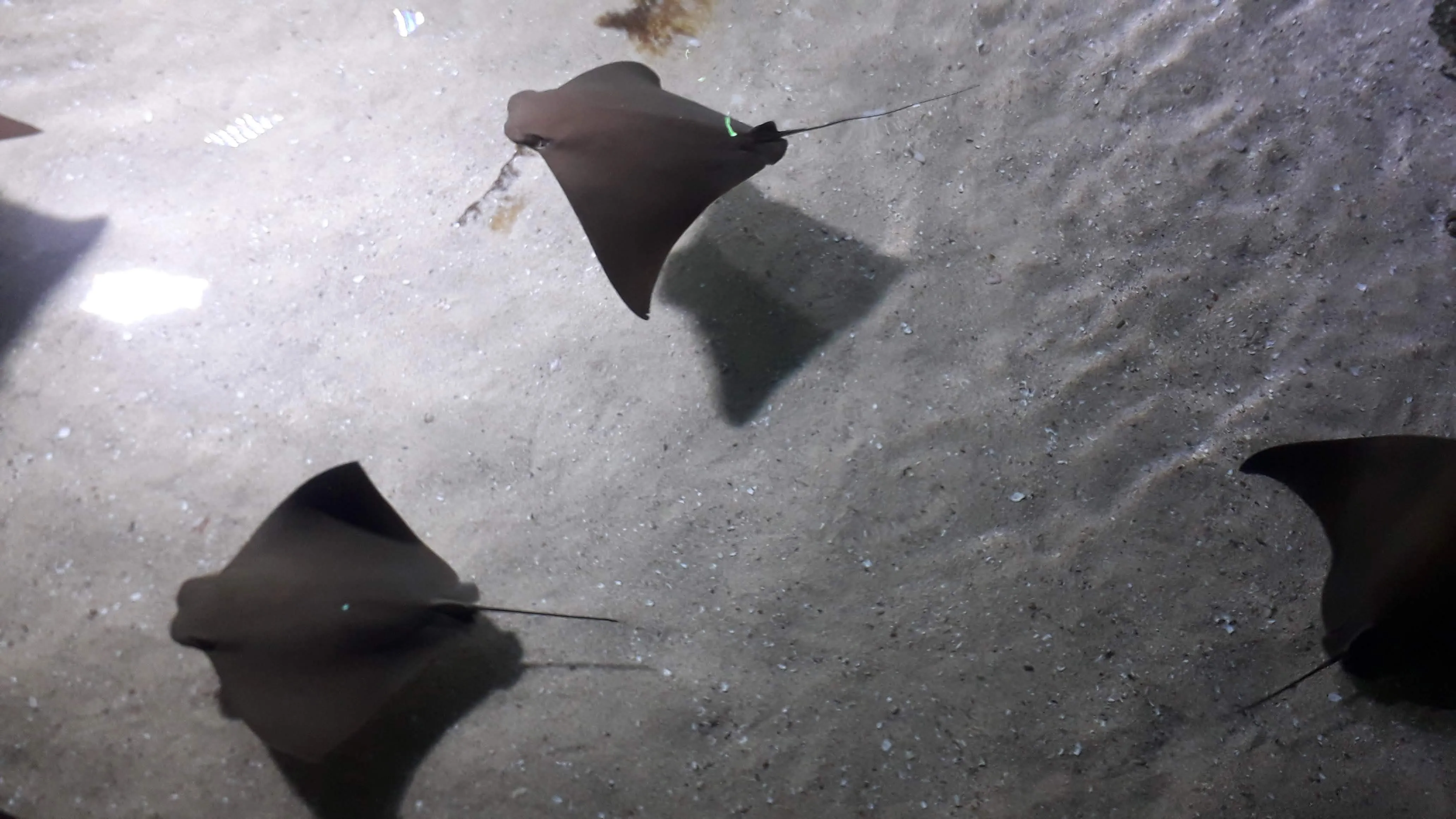 Stingray