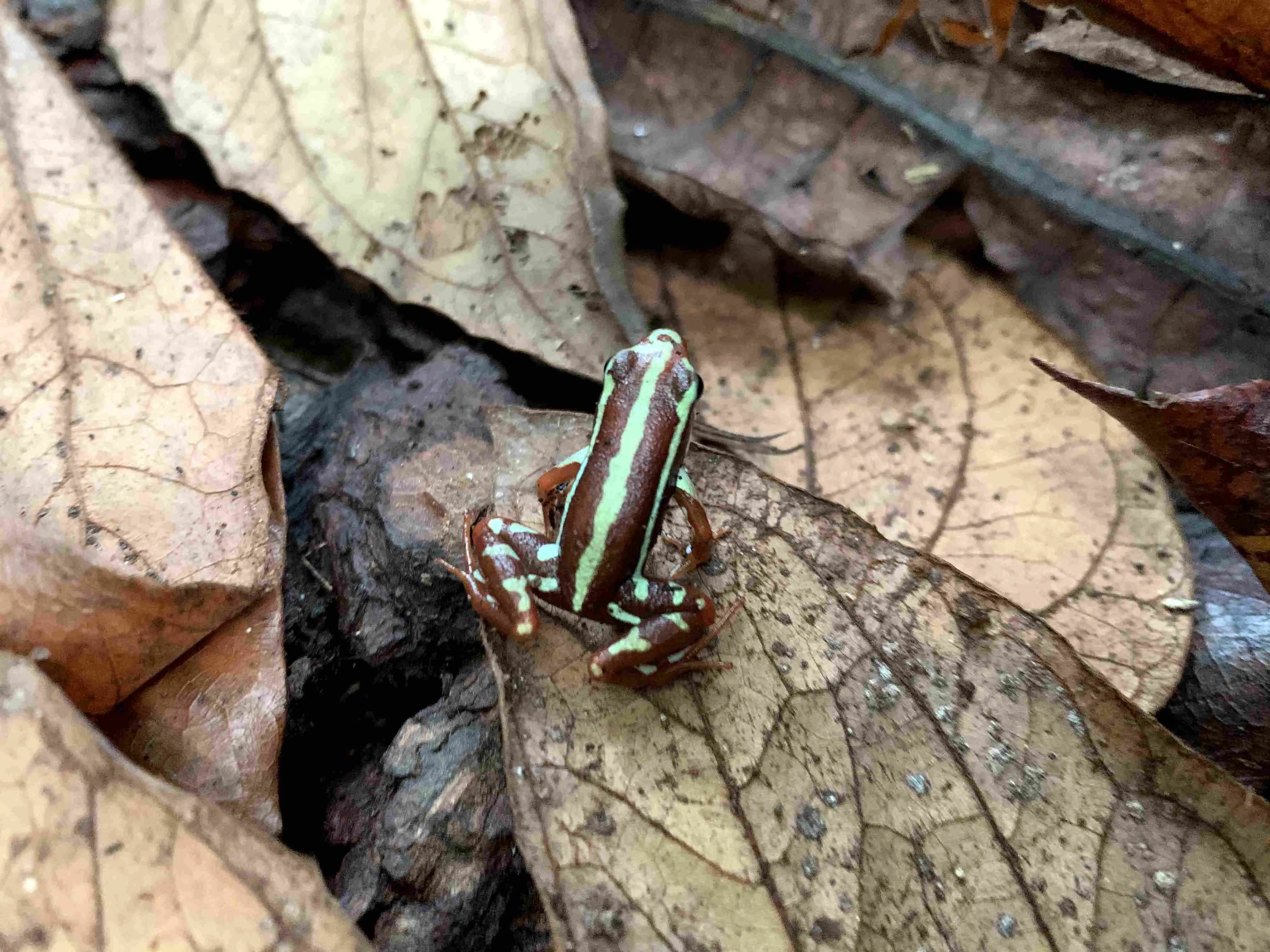 Tri-colored poison dart frog