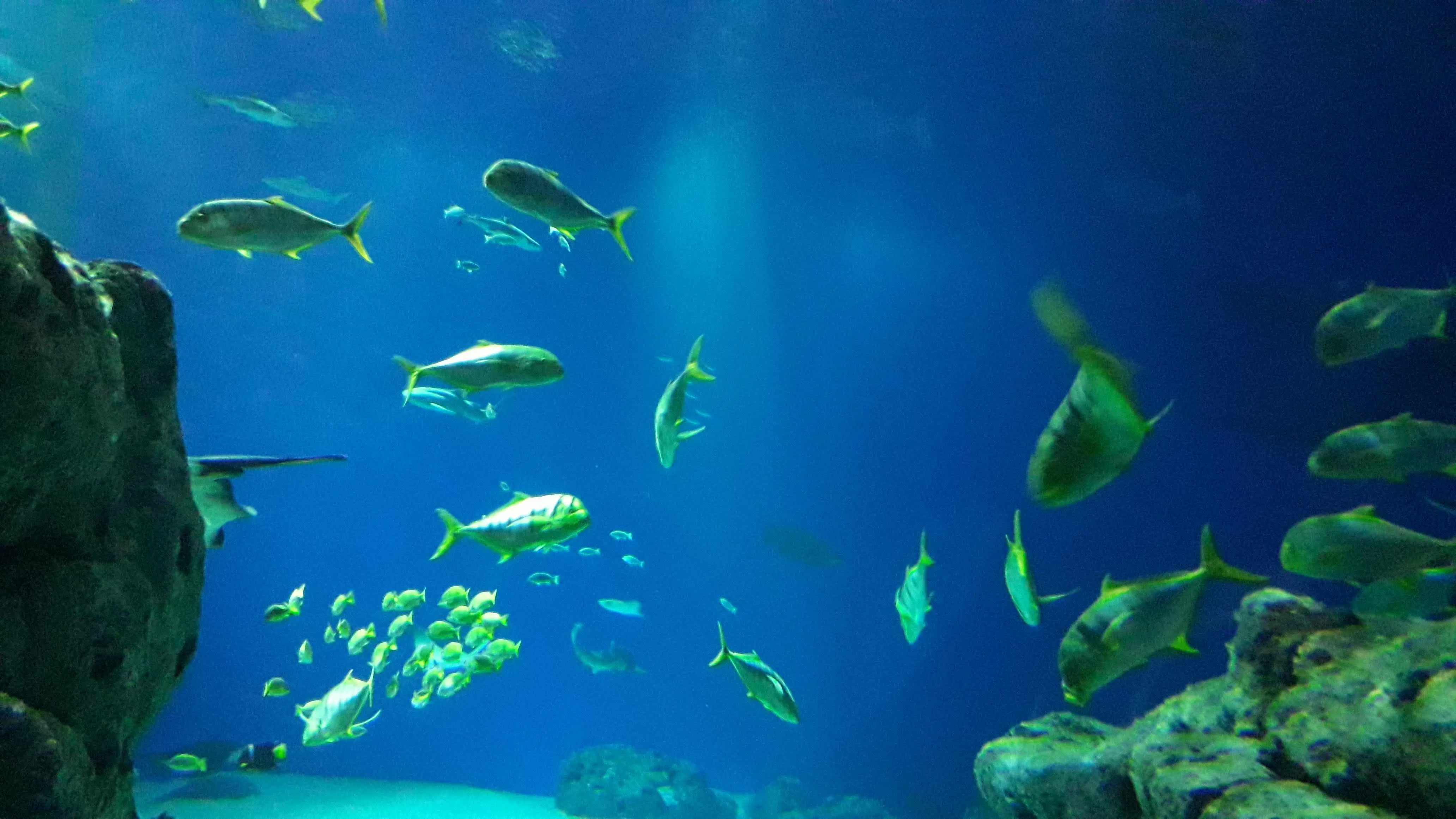 The big Aquarium