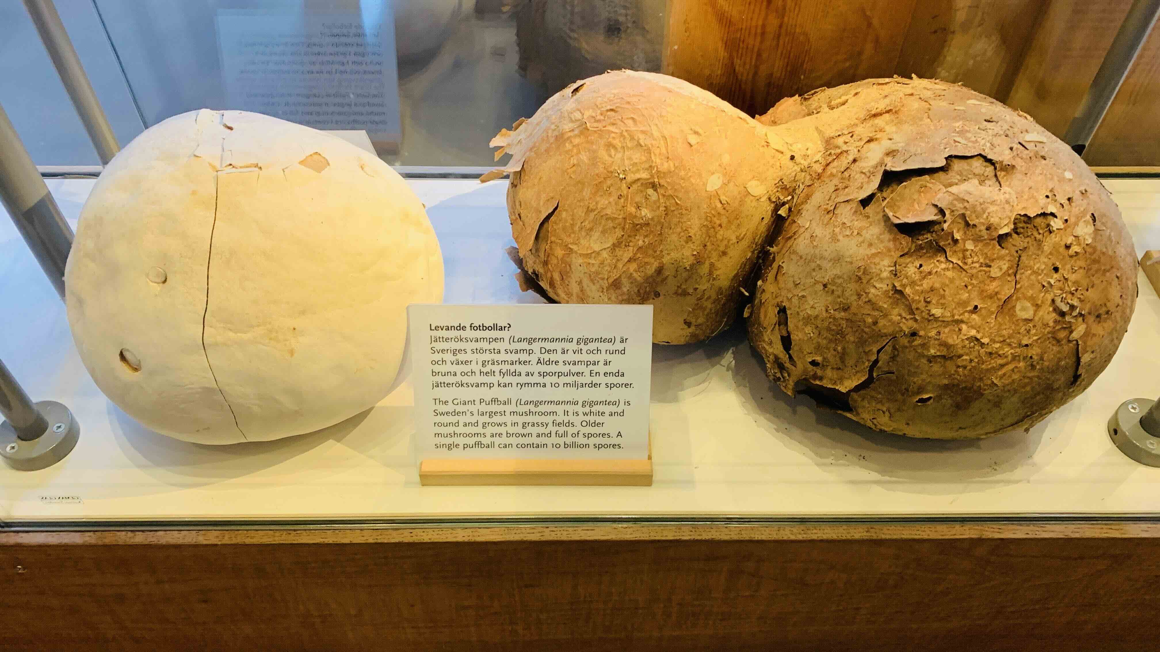 The Giant Puffball