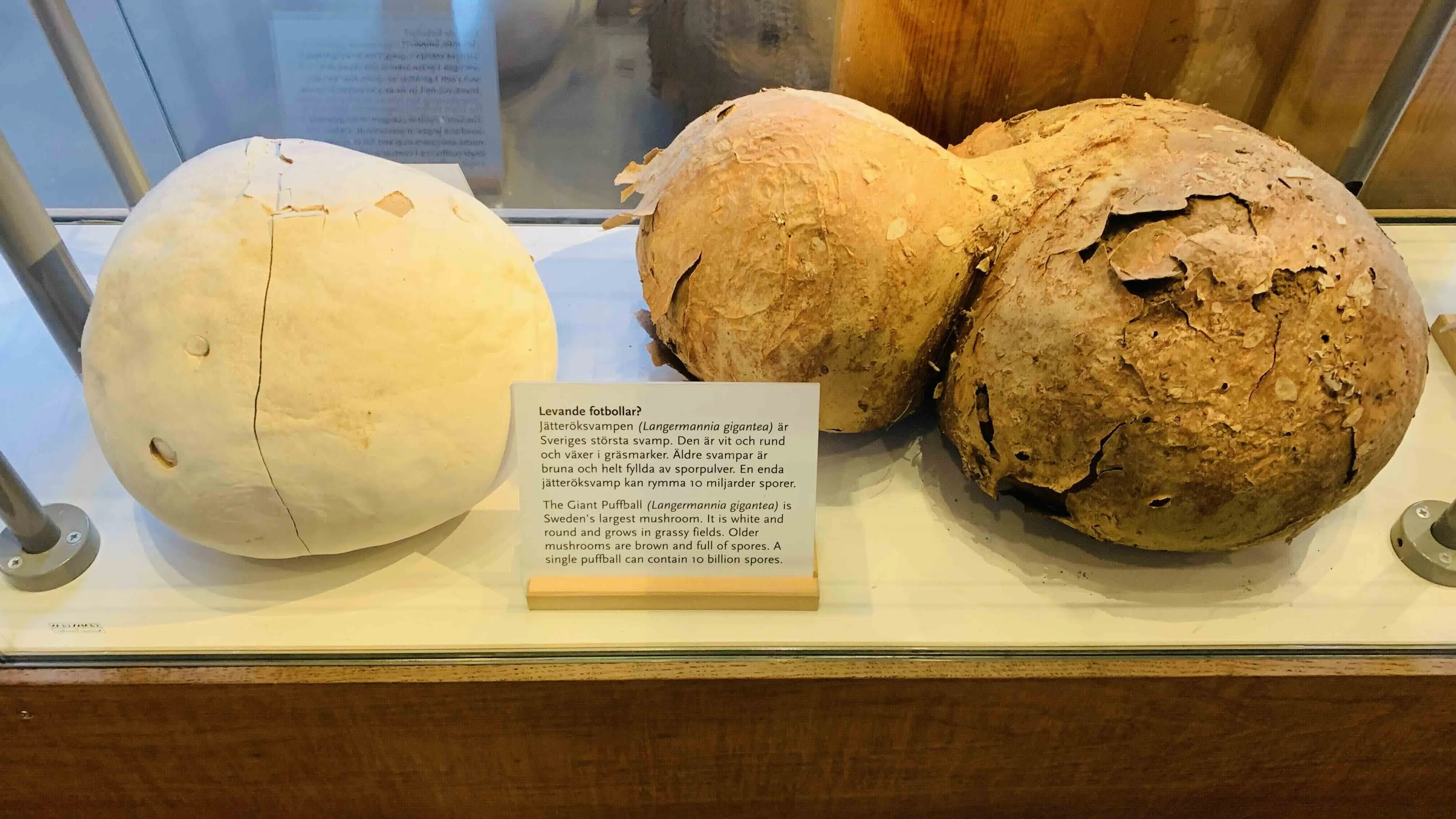 The Giant Puffball