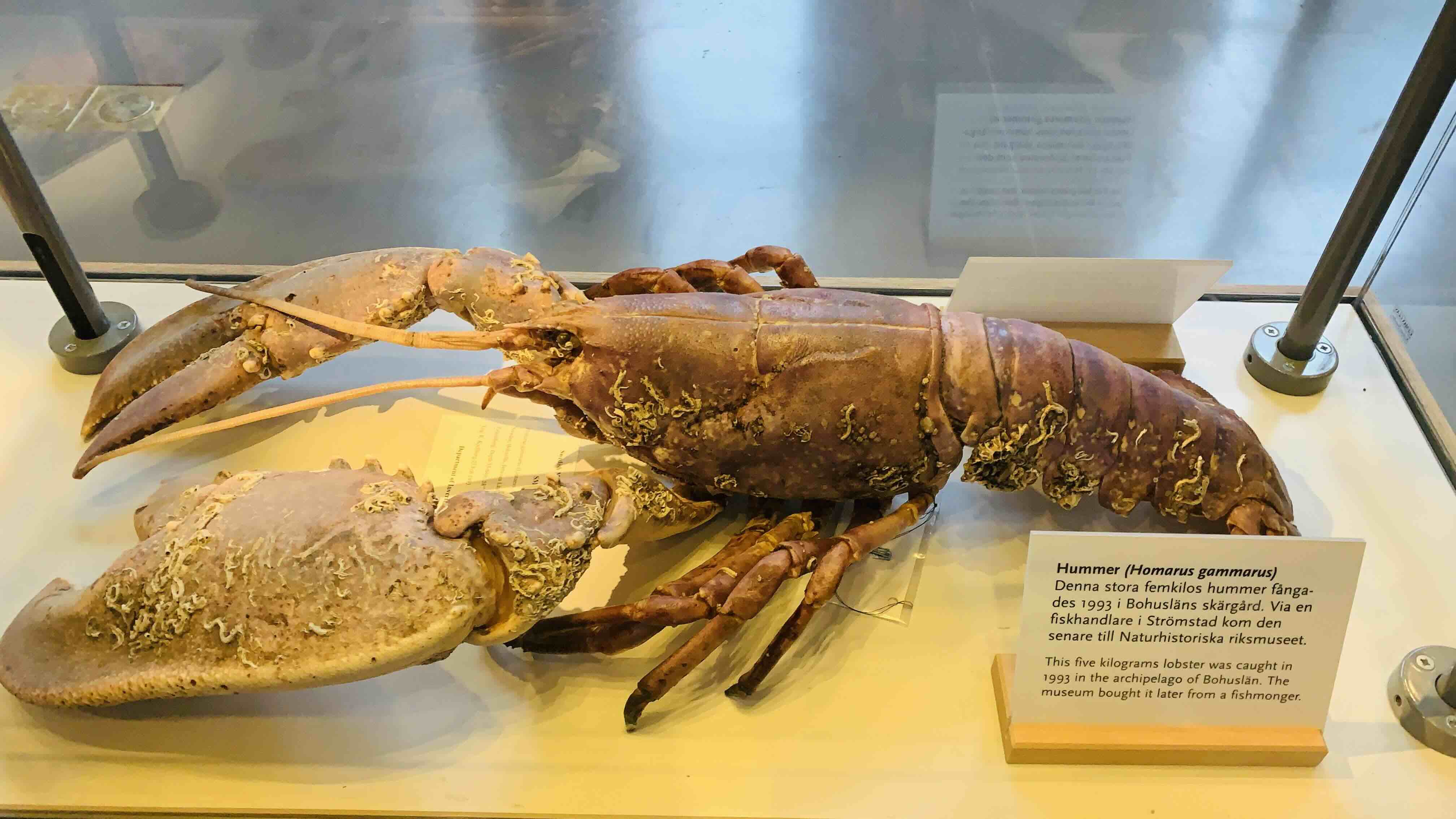5kg Lobster