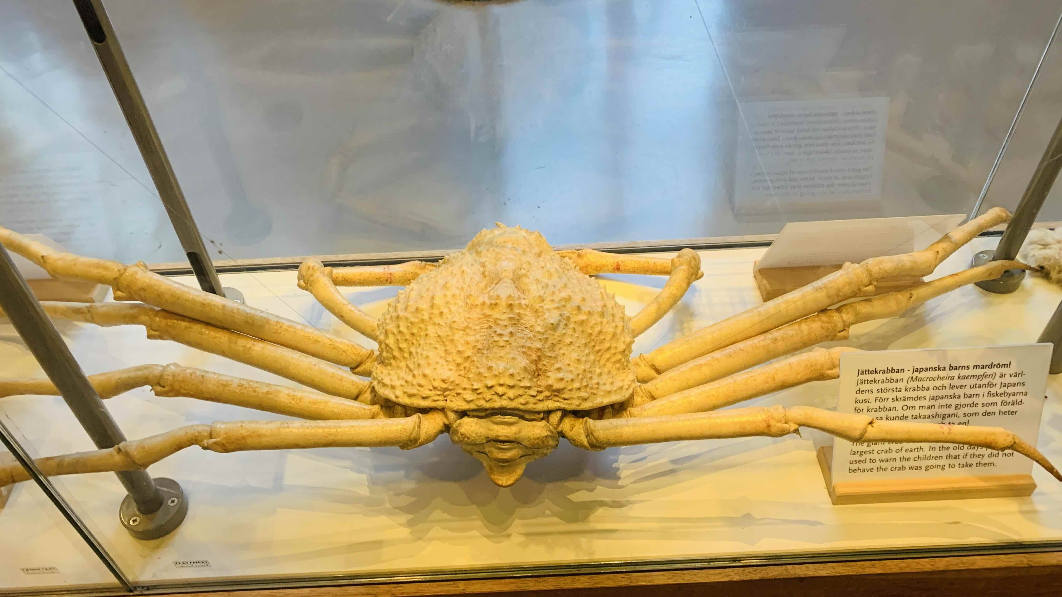 The Giant Crab