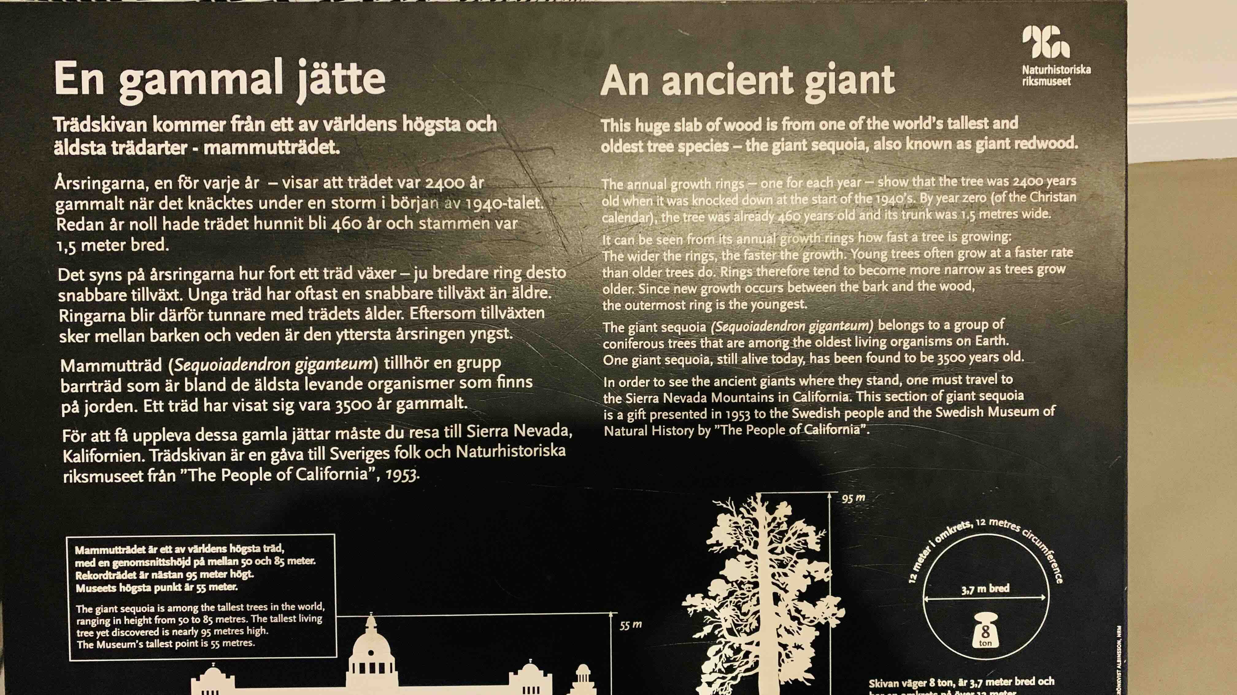 The Giant Sequoia