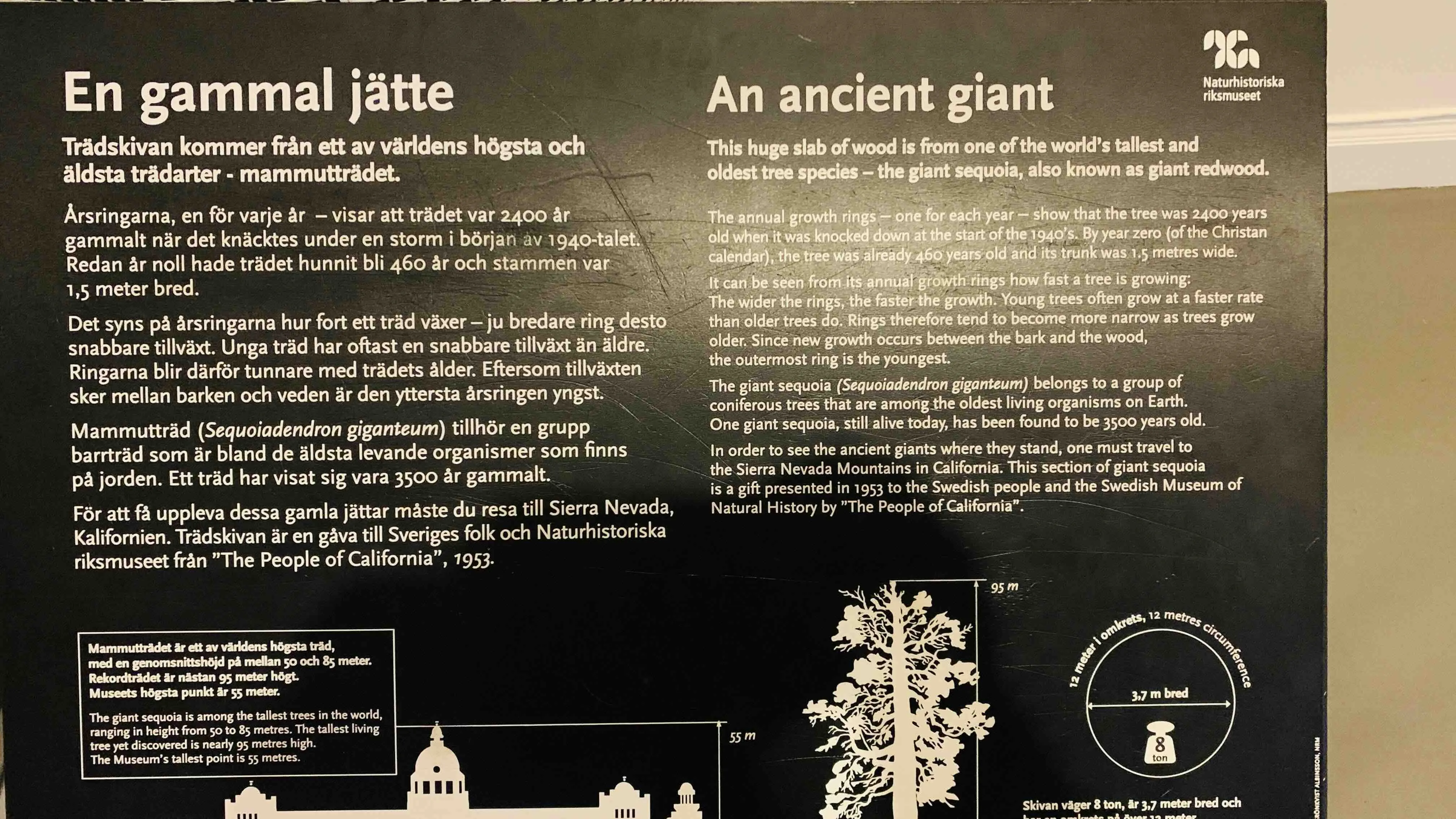The Giant Sequoia