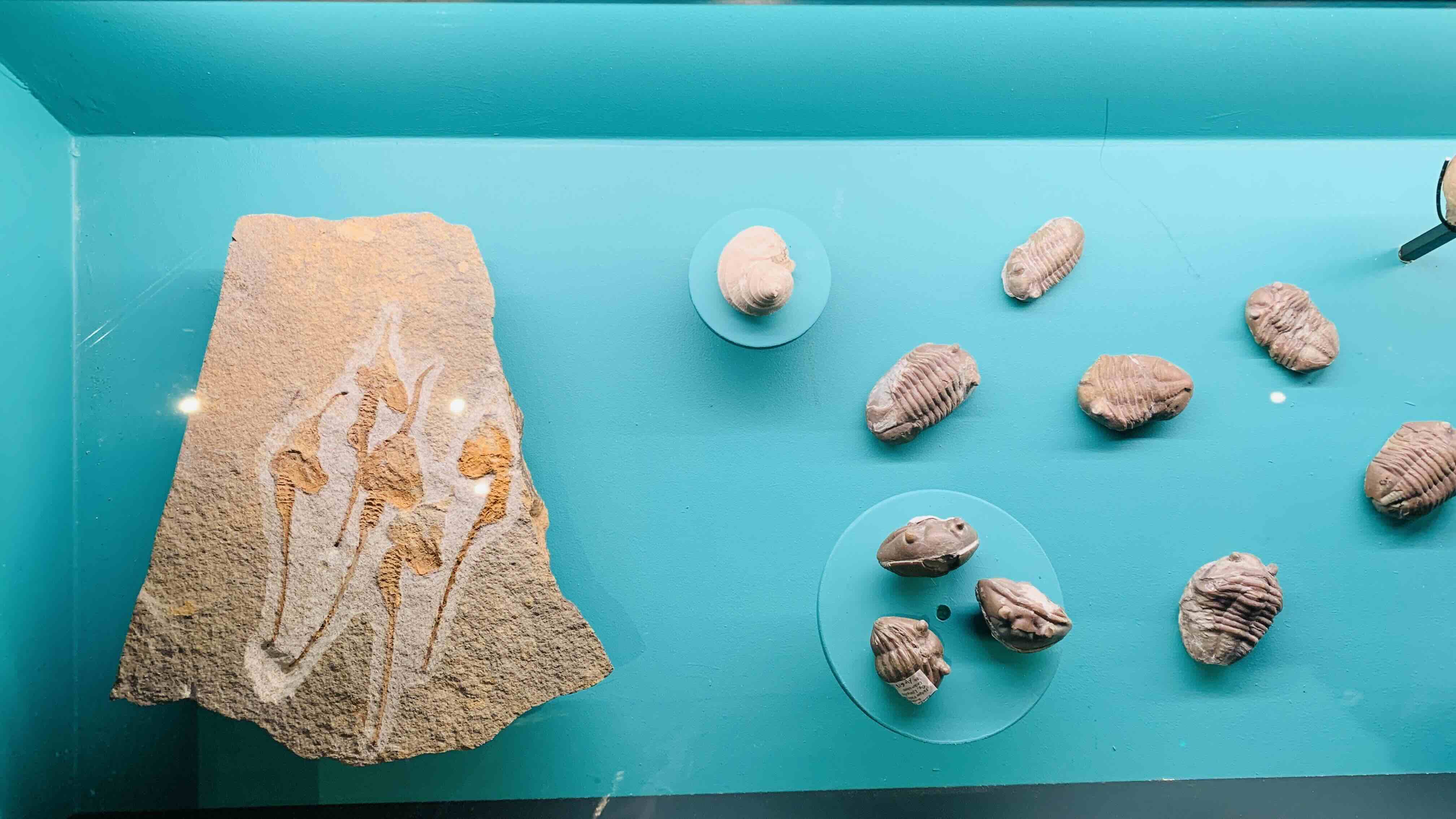 fossils