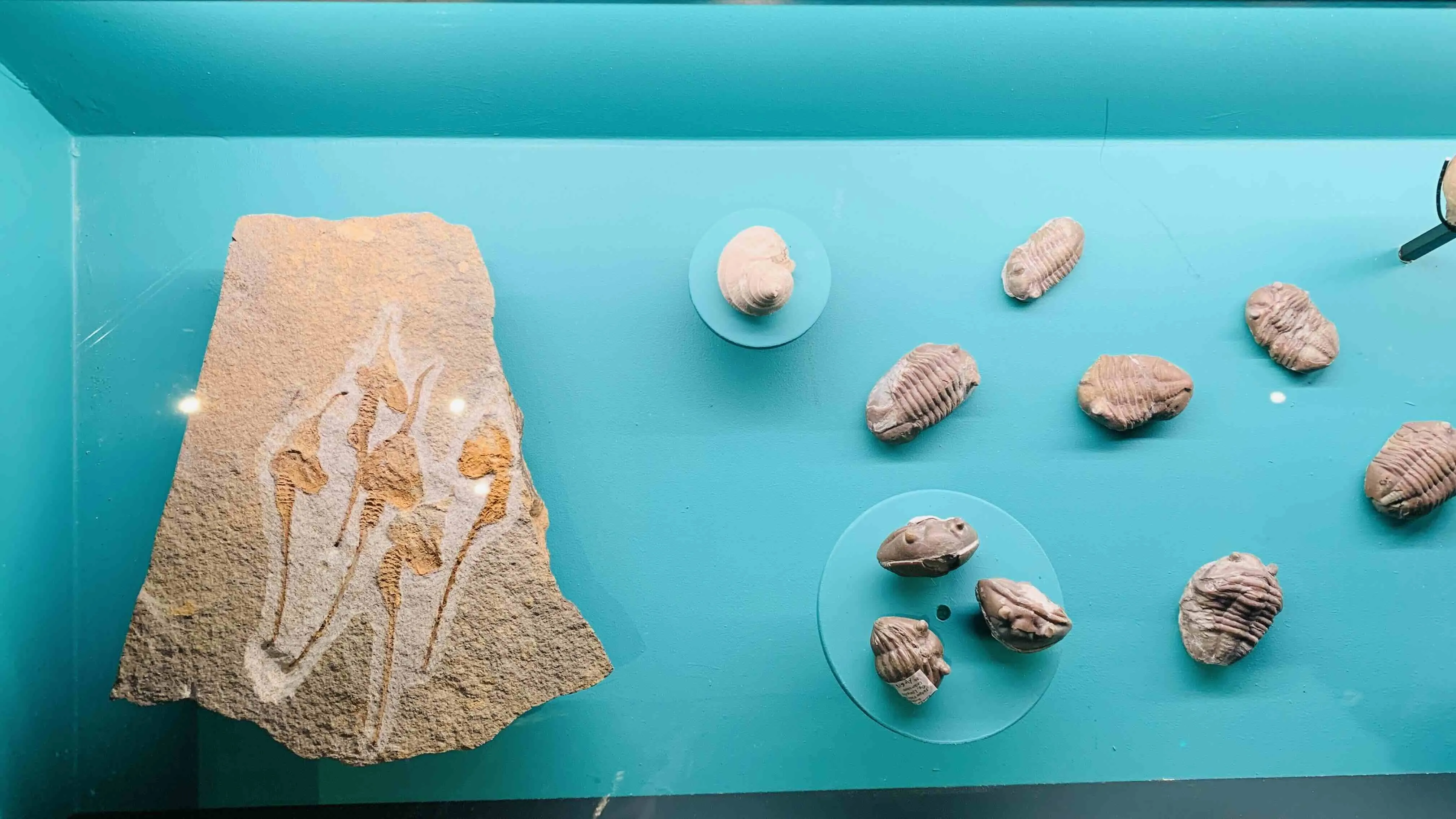 fossils