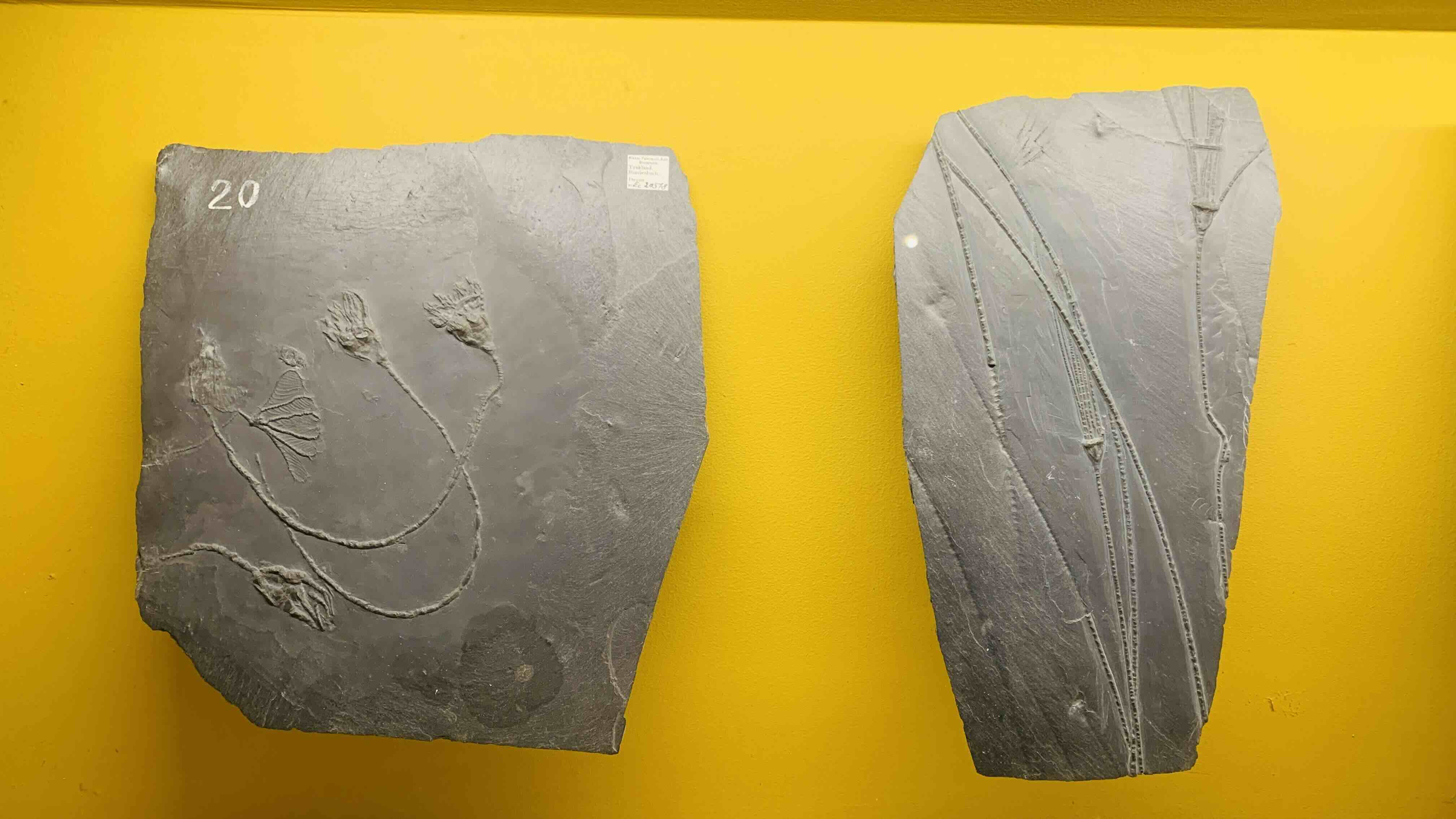 fossils
