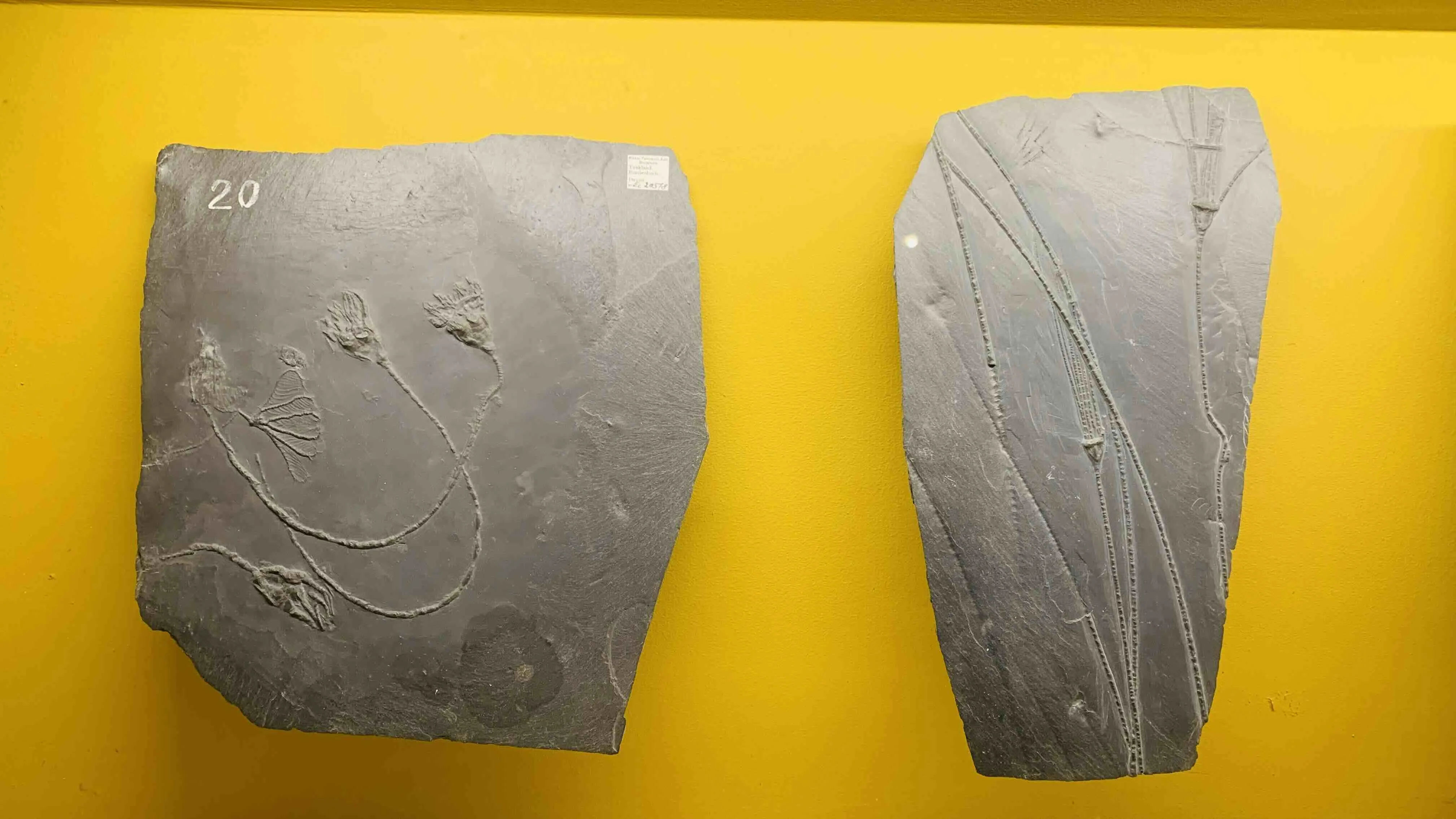 fossils
