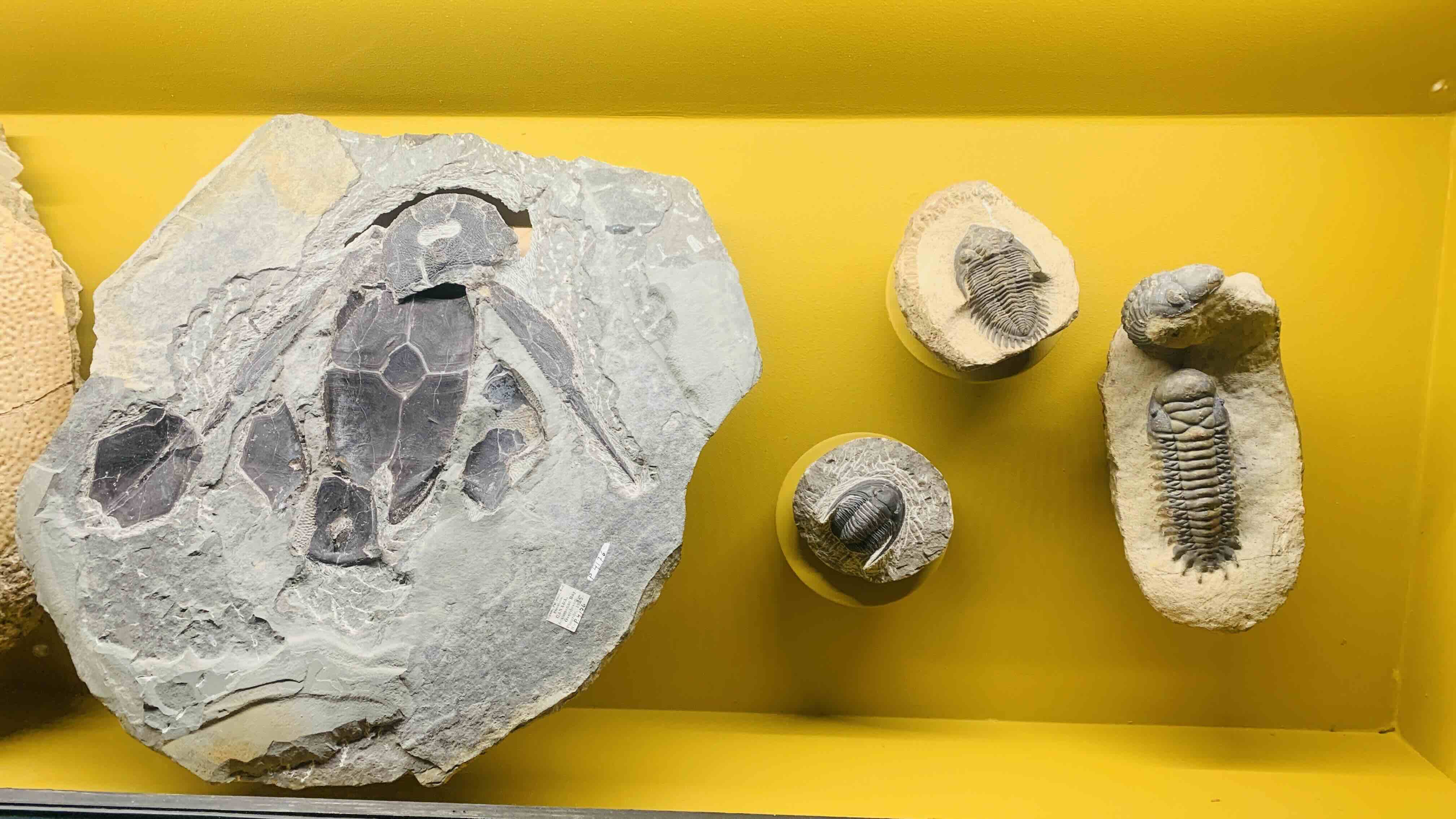 fossils