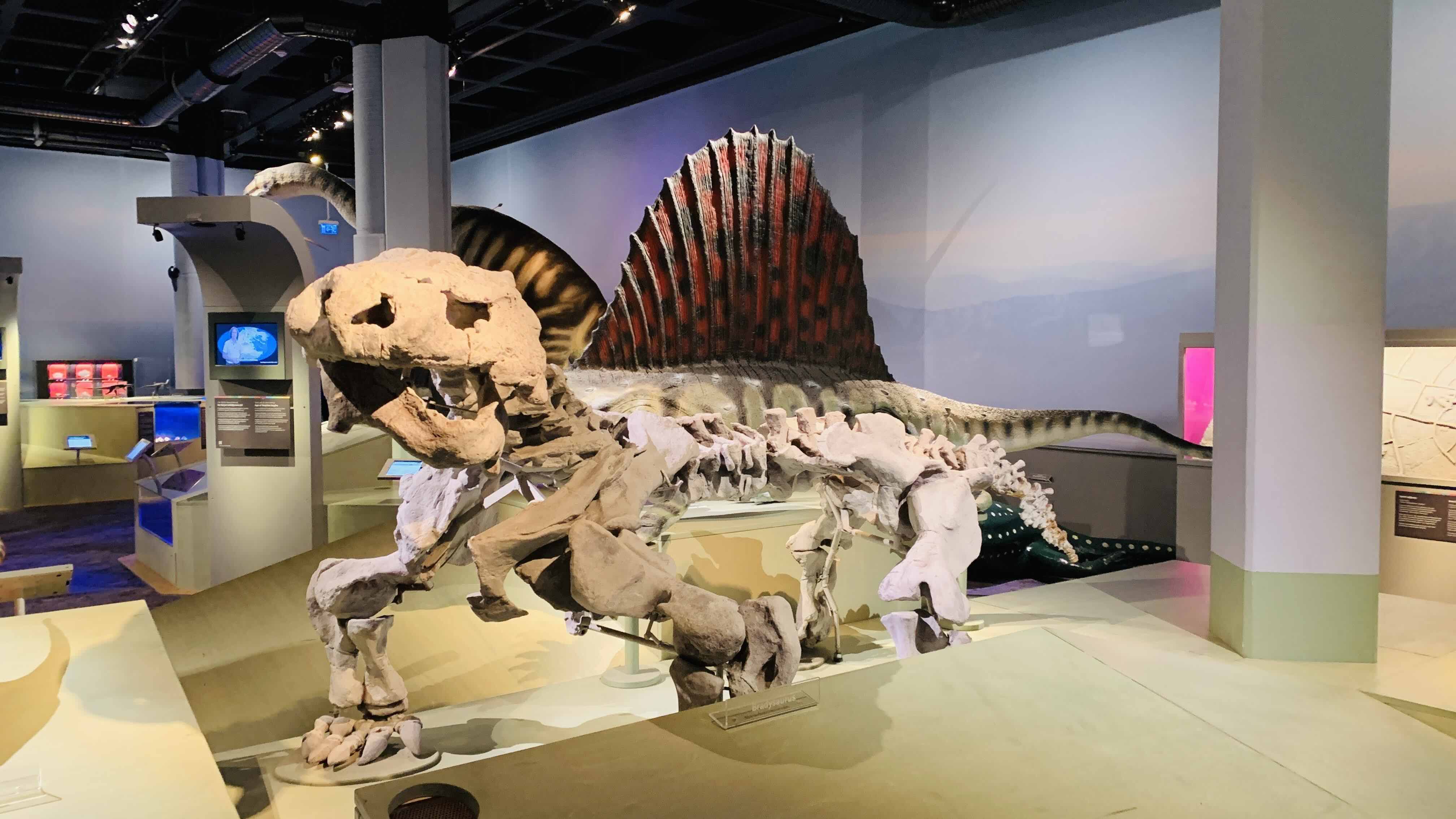 Dinosaurs fossils
