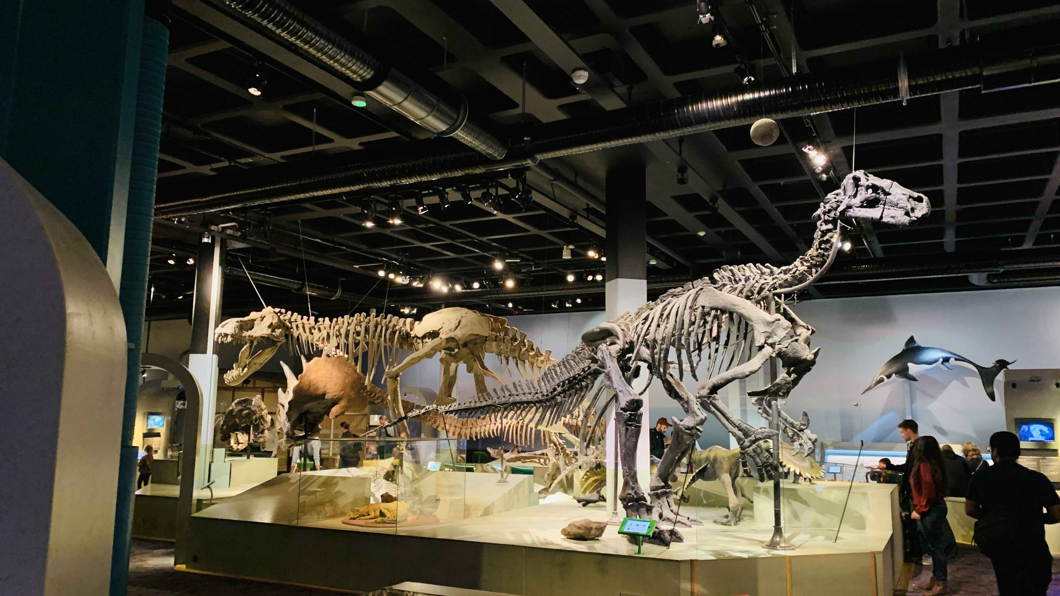 Dinosaurs fossils