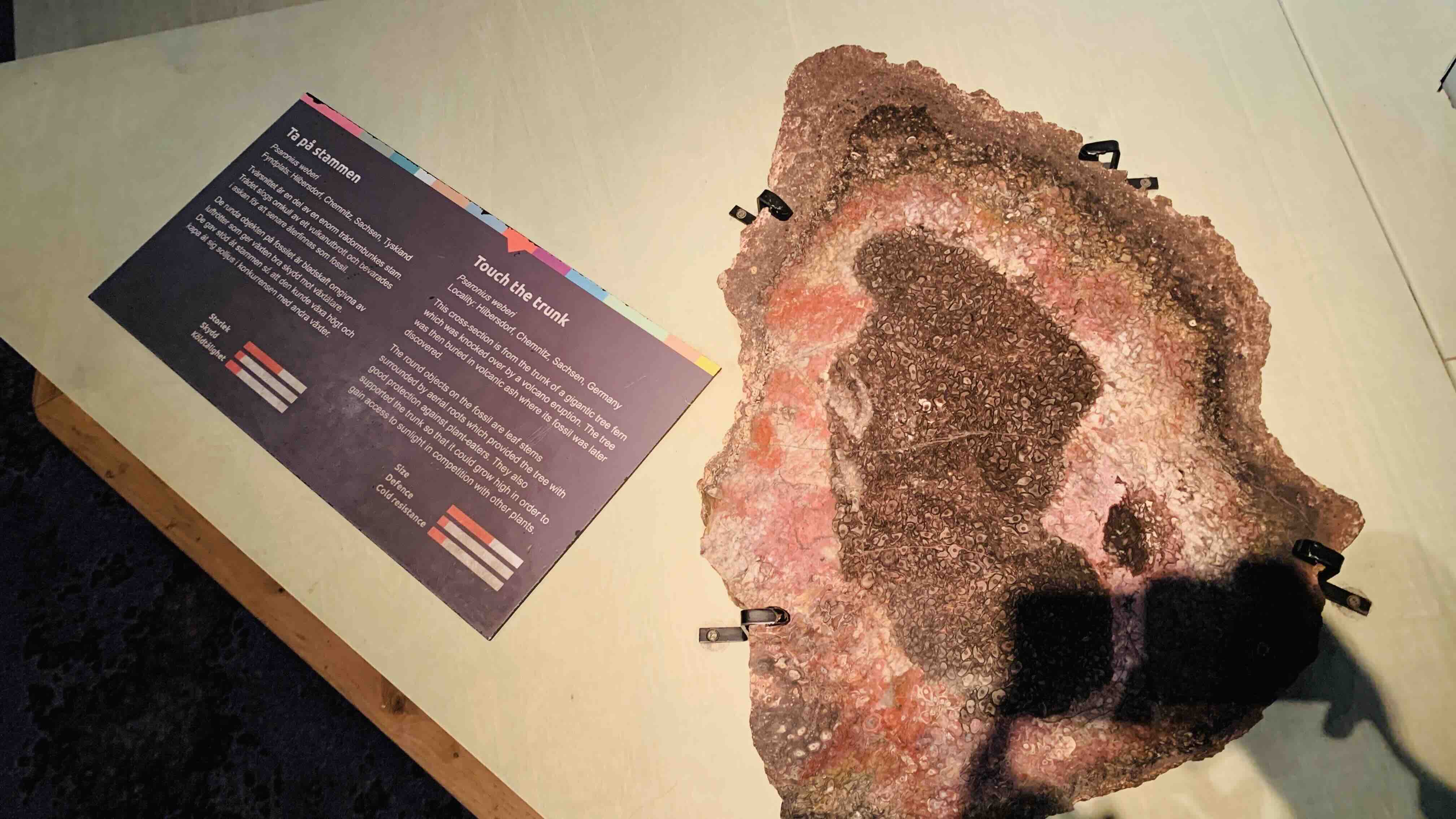 Cross section of a Gigantic tree