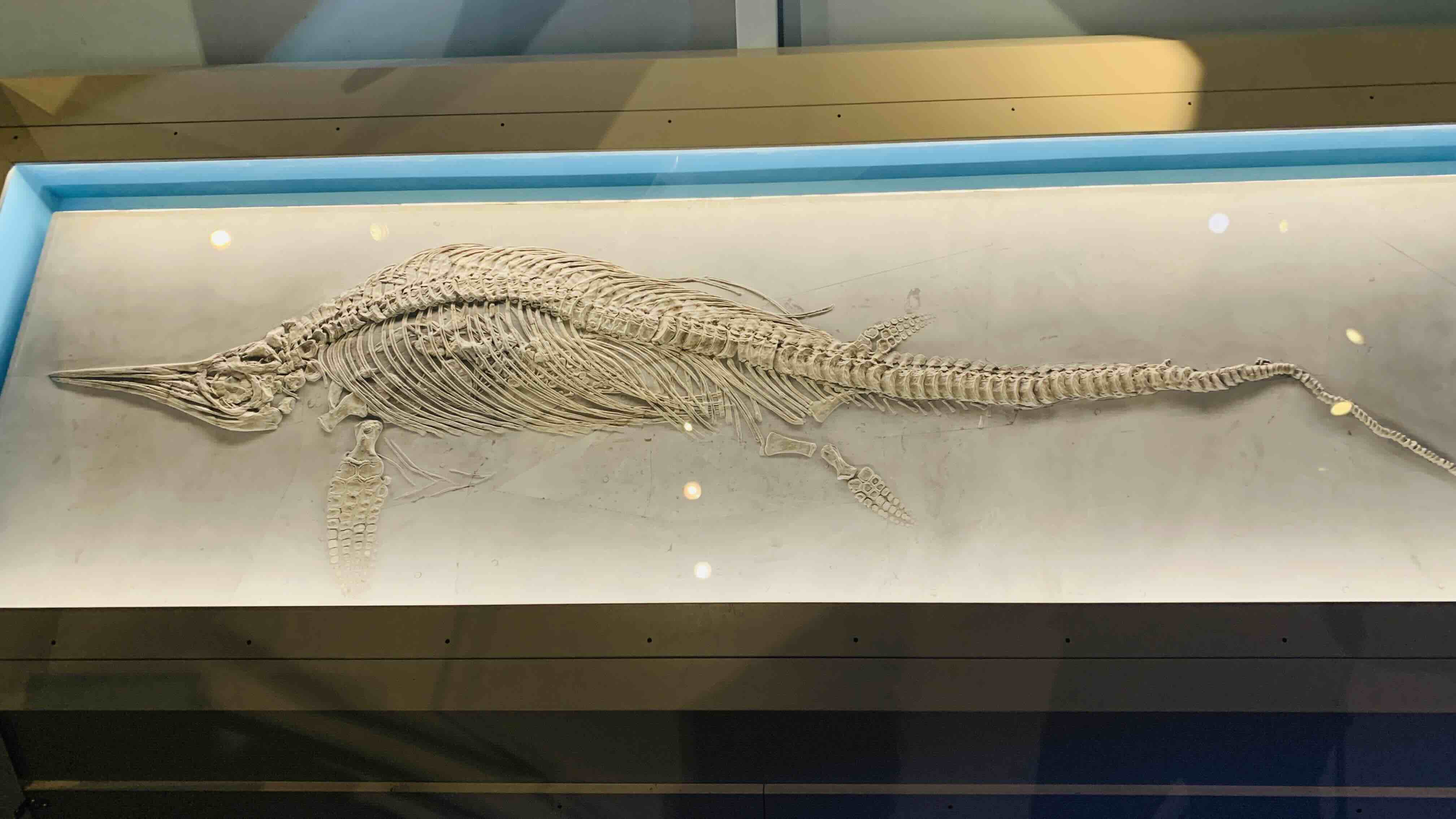 Dinosaurs fossils