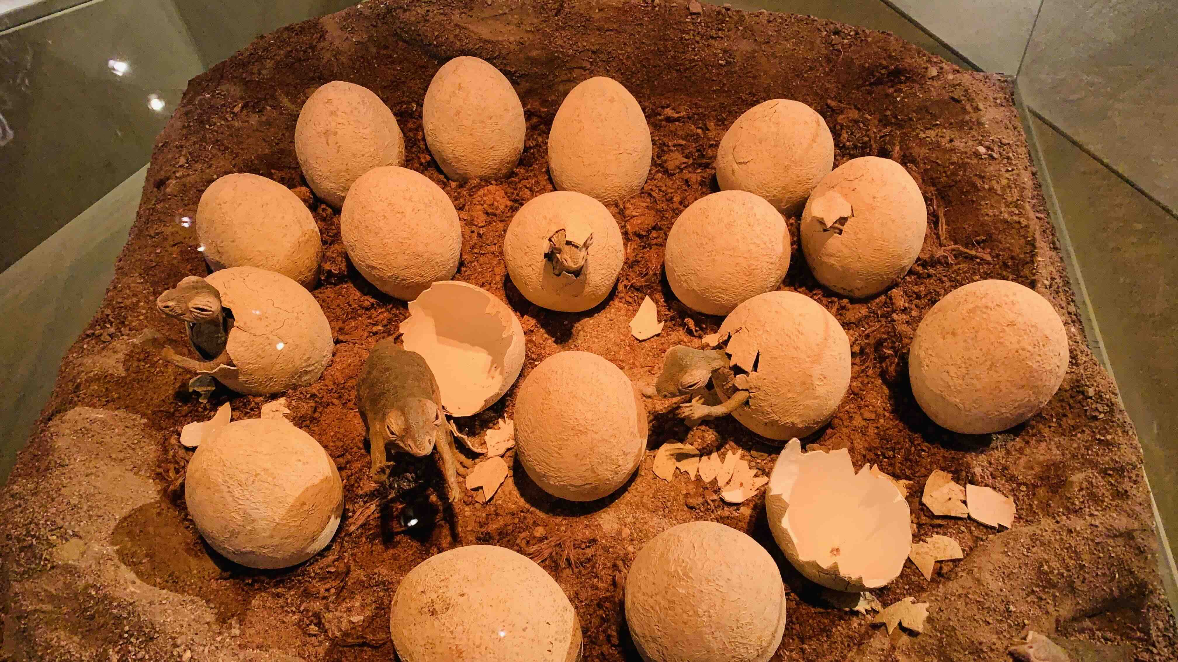 Dinosaurs Eggs