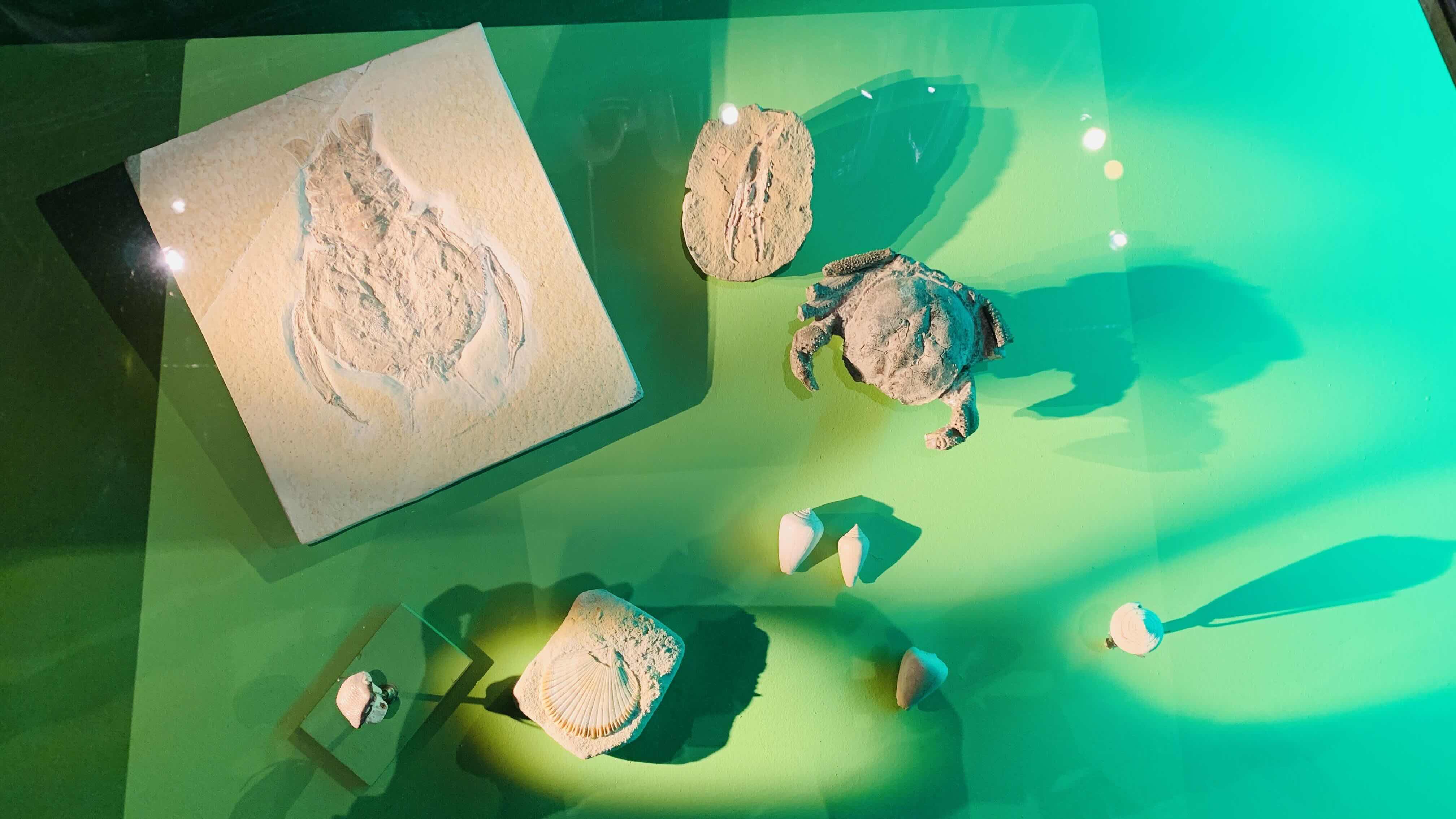 fossils