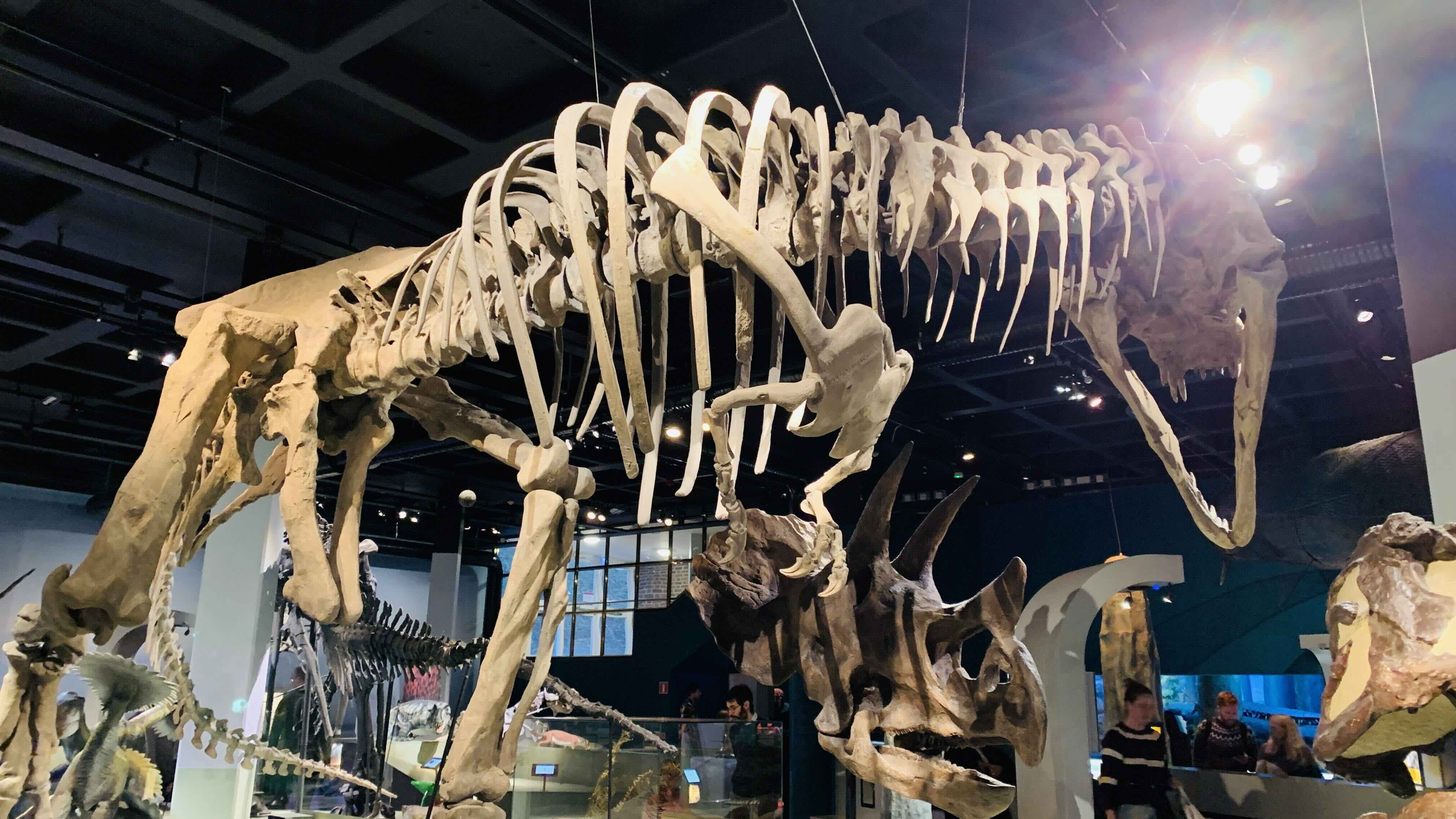 Dinosaurs fossils