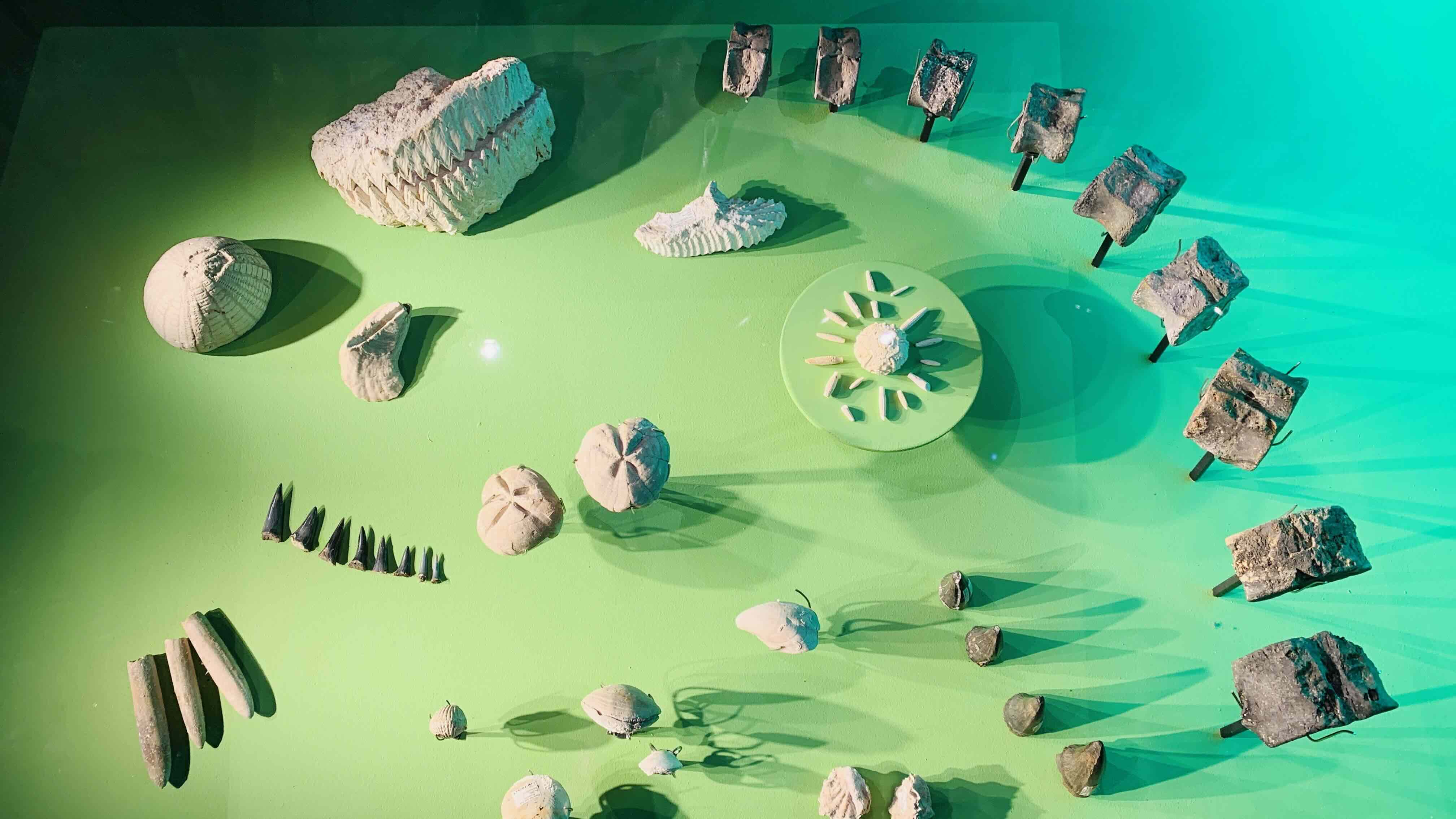 fossils