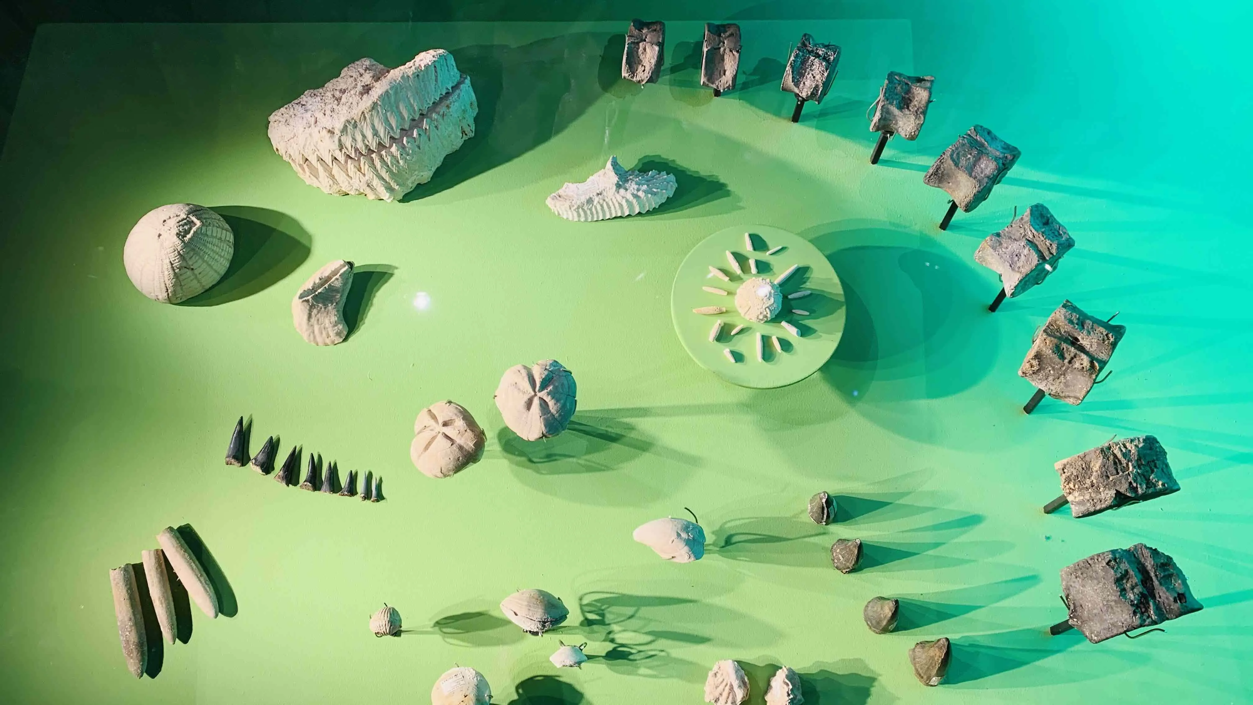 fossils