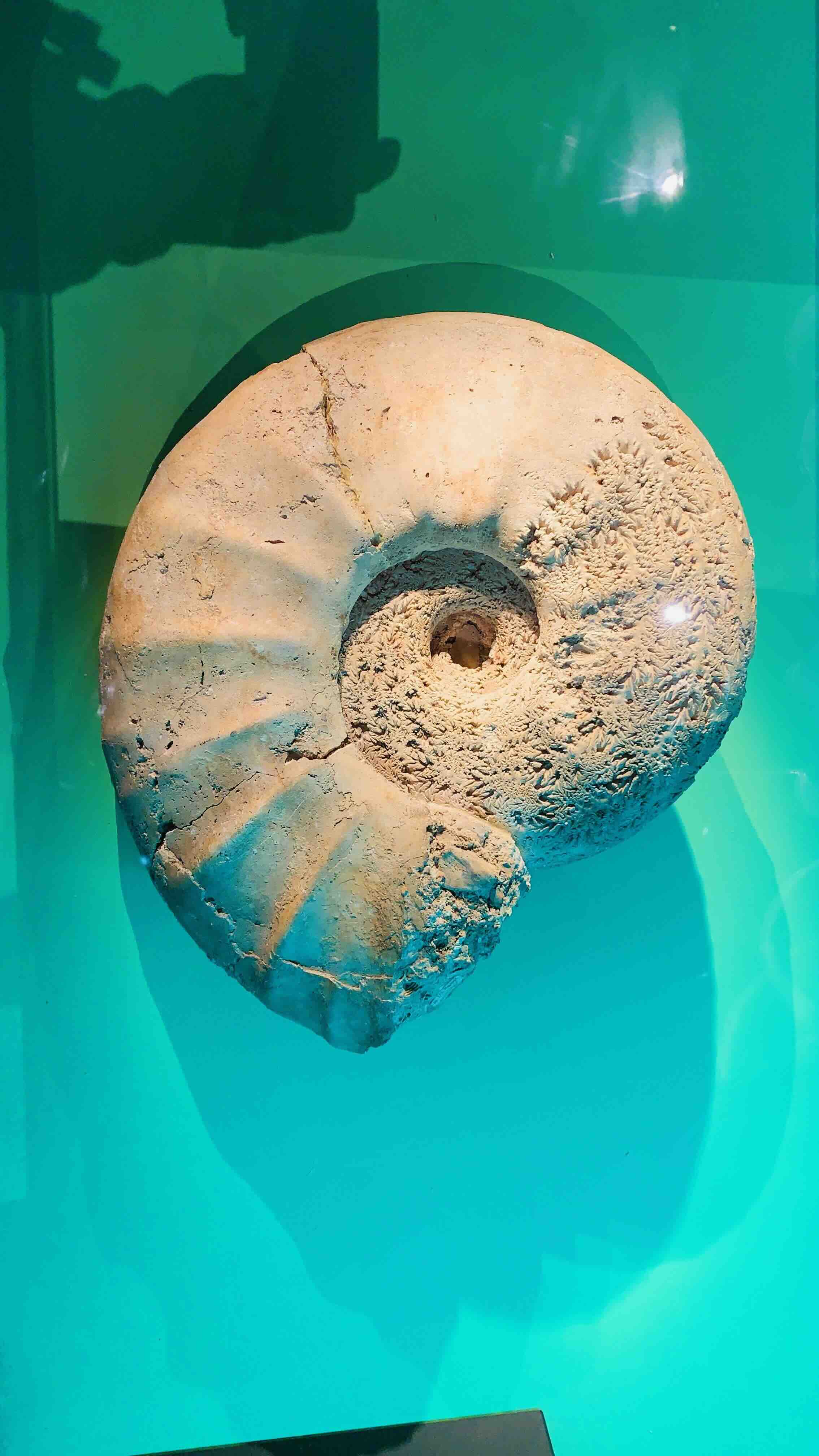 fossils