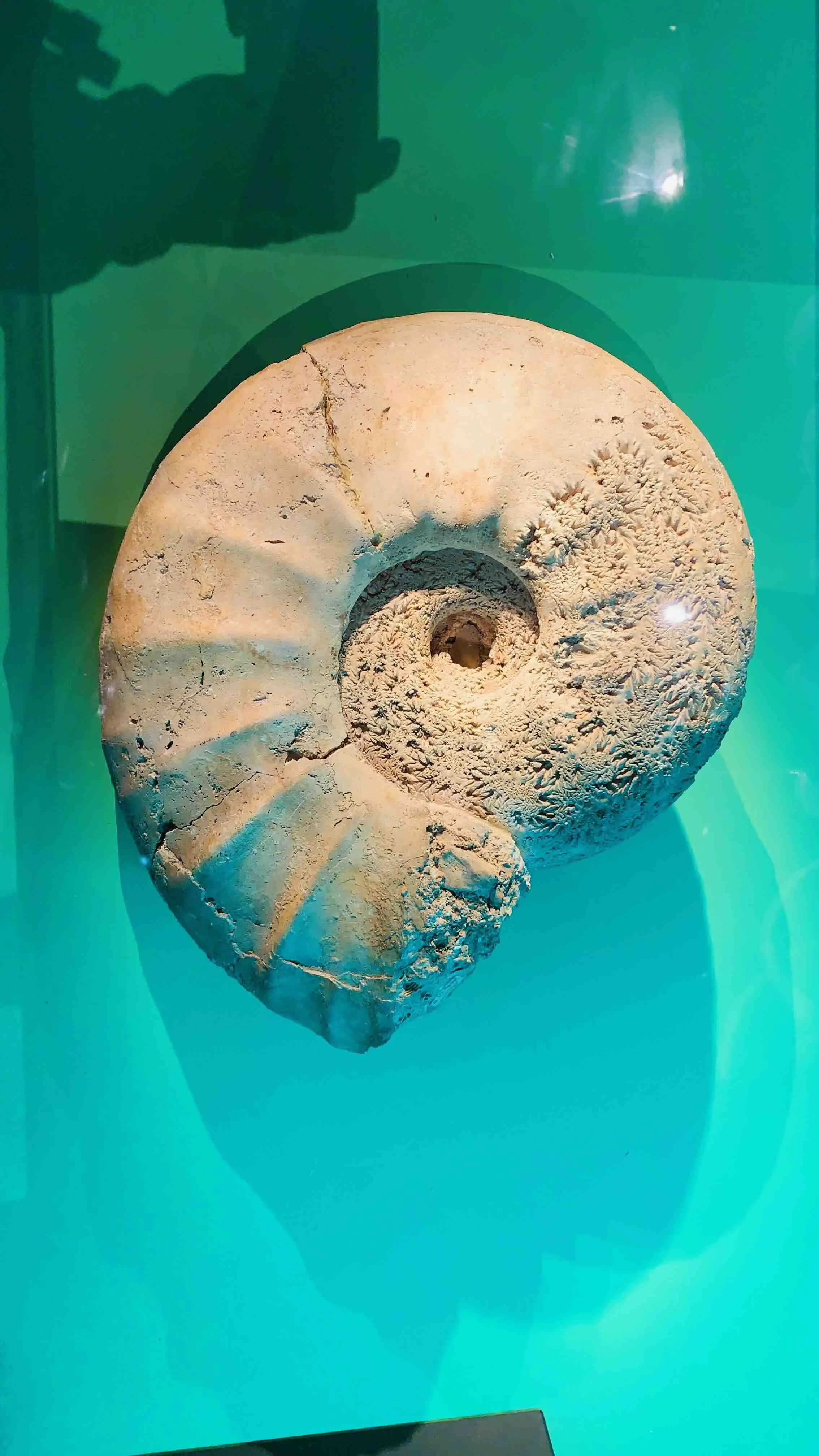 fossils