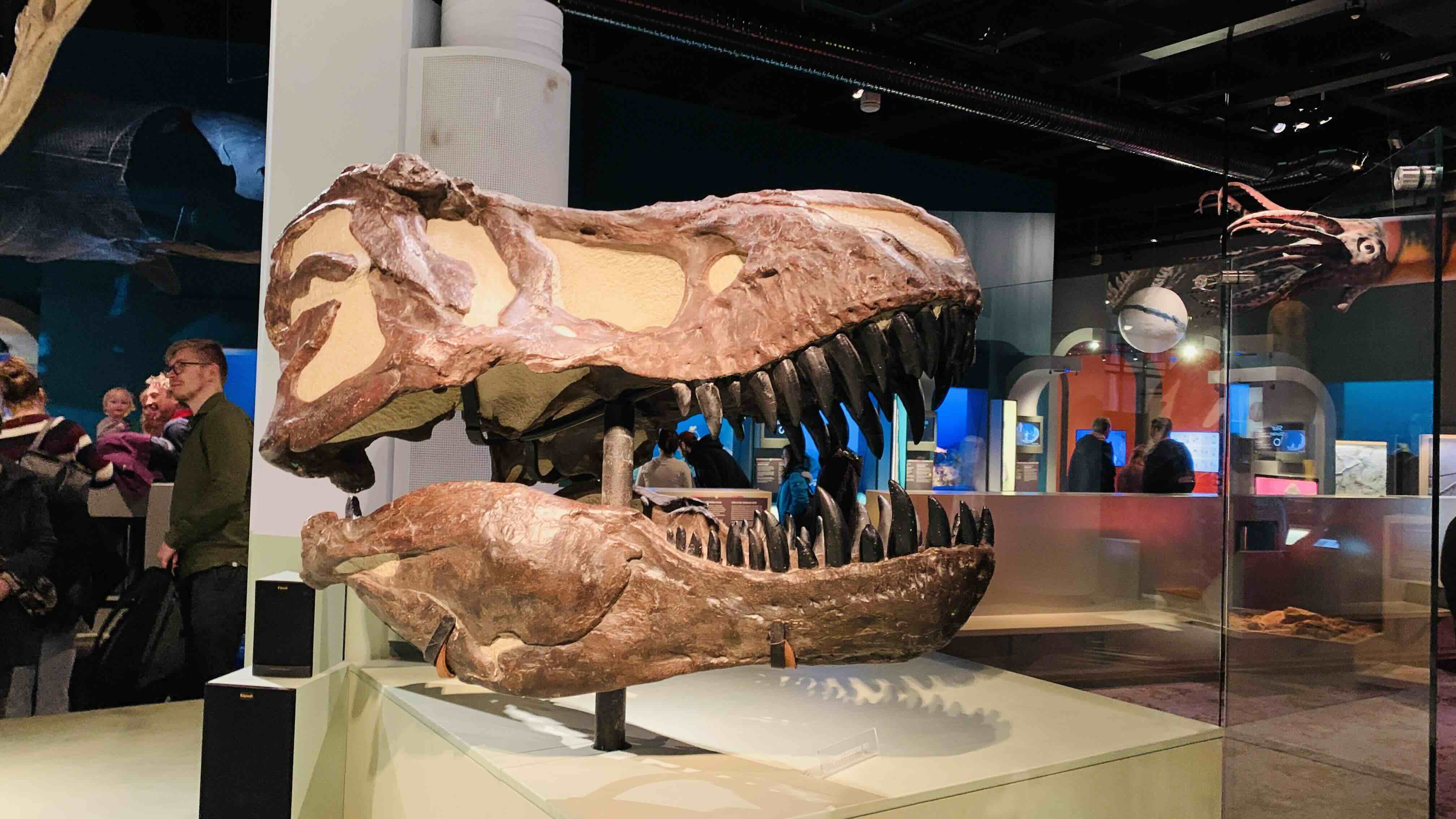 Dinosaurs fossils