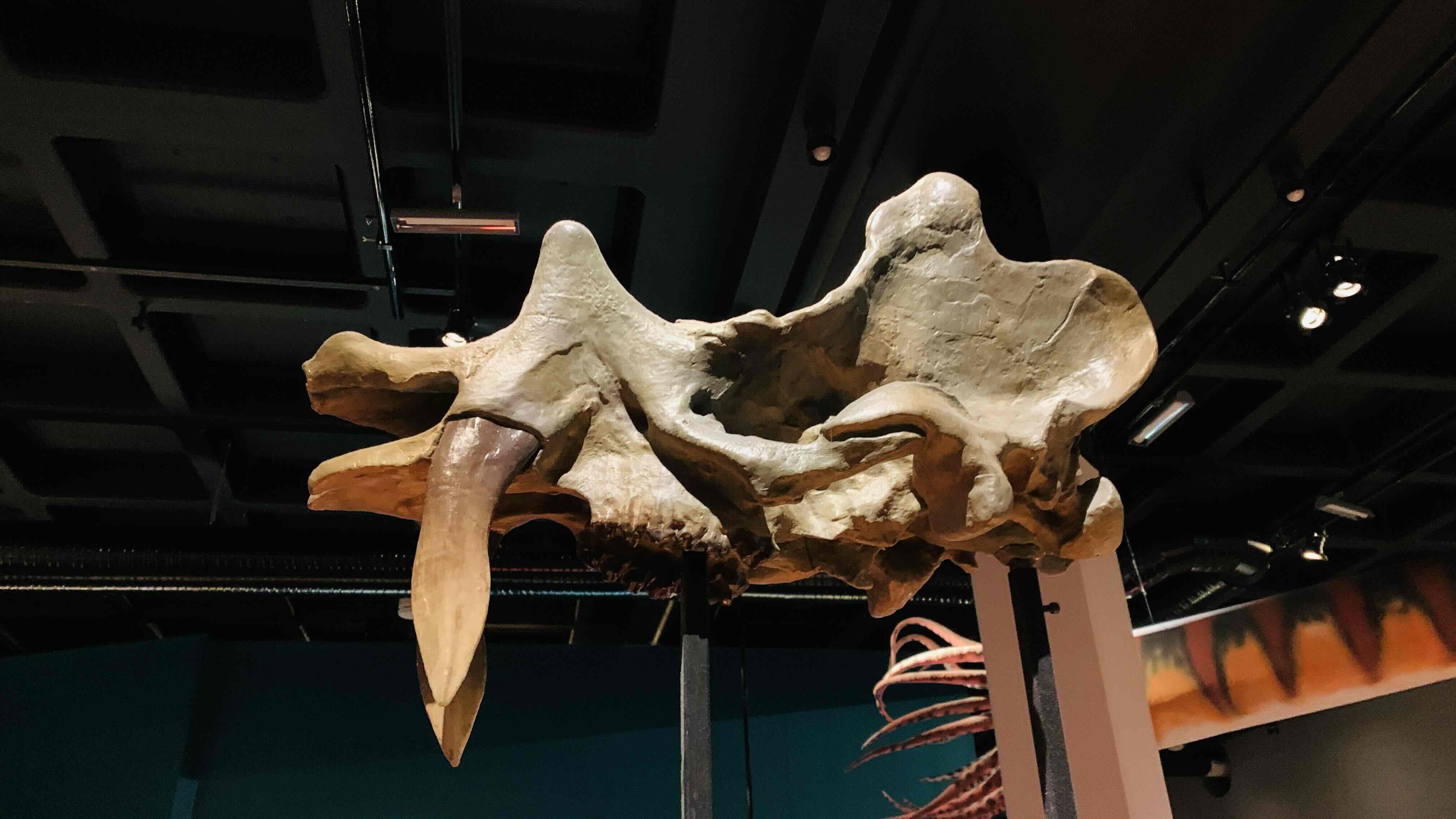 Dinosaurs fossils