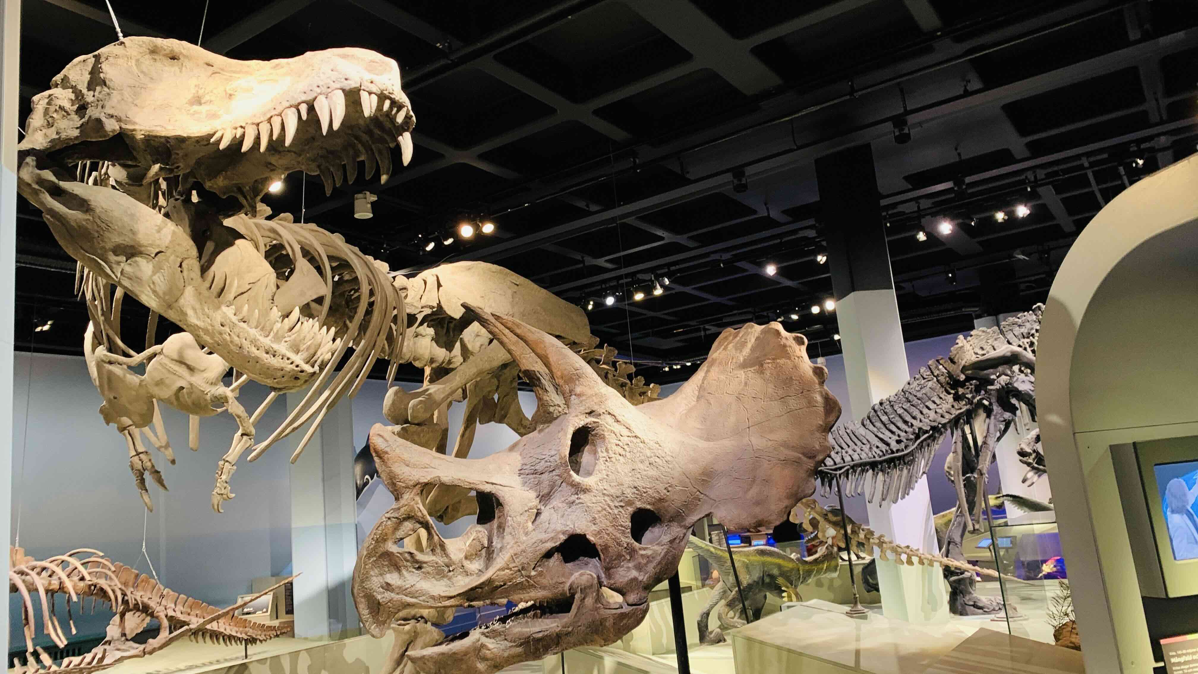 Dinosaurs fossils