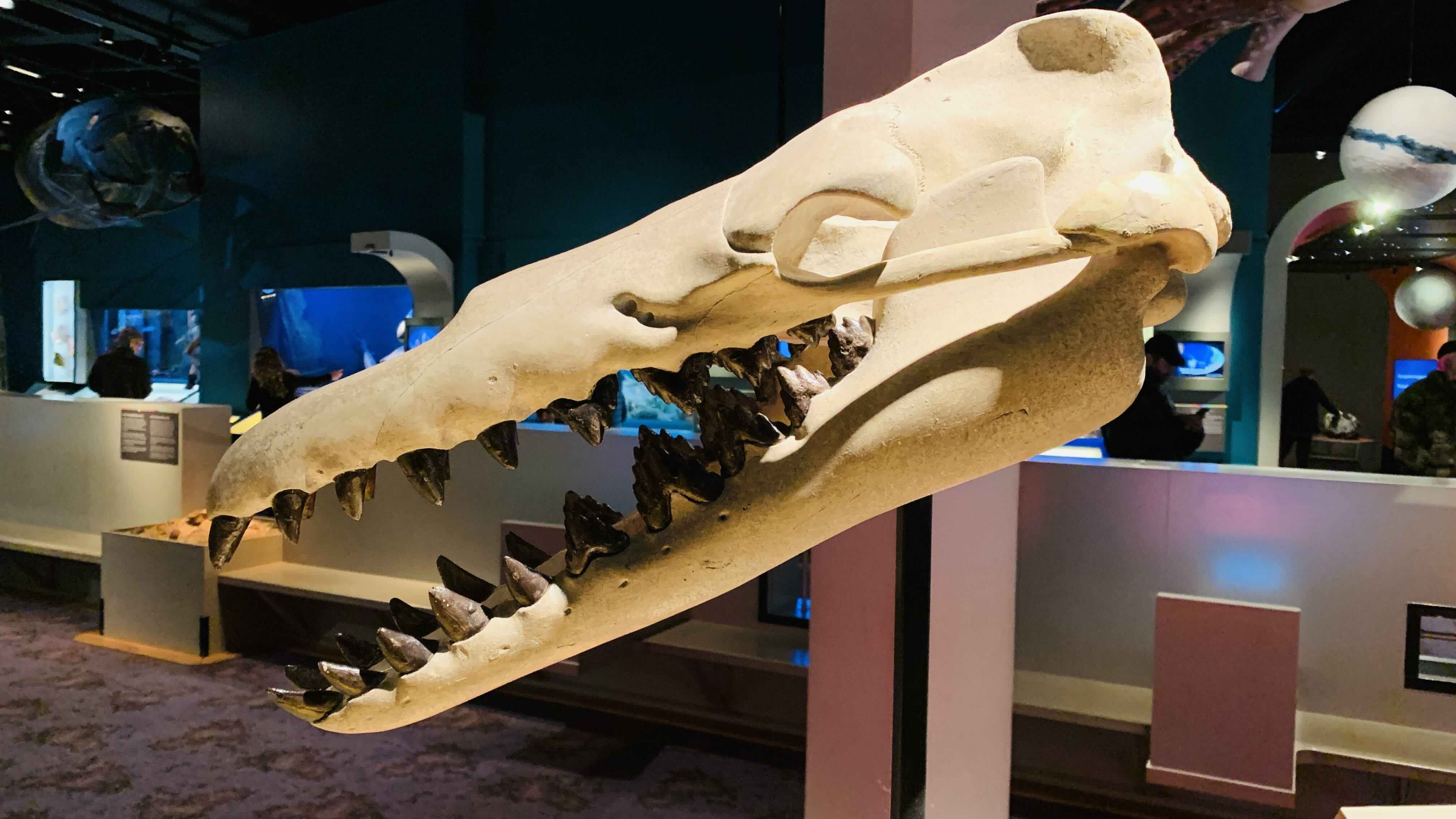 Dinosaurs fossils
