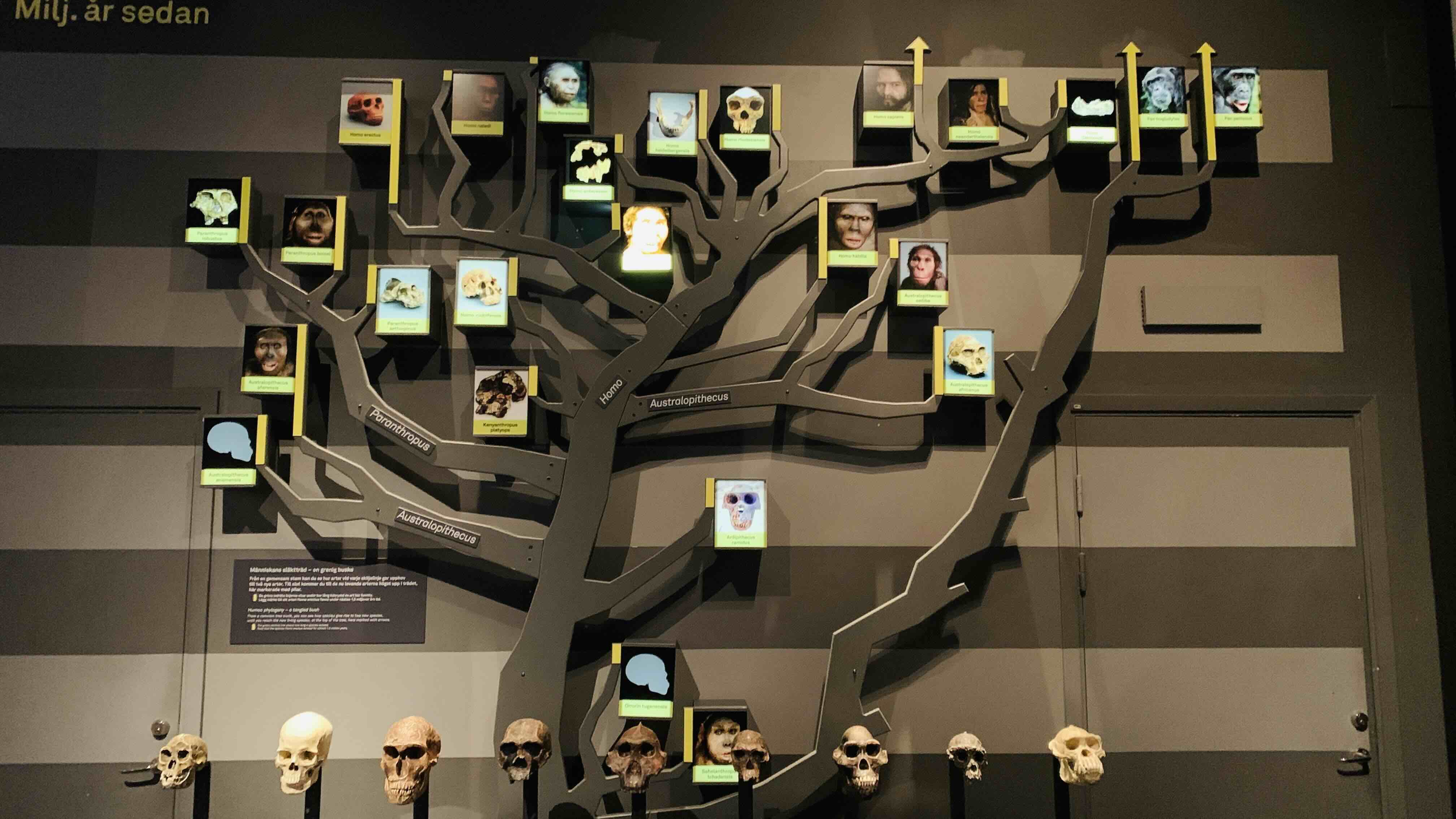 Human Evolution Tree