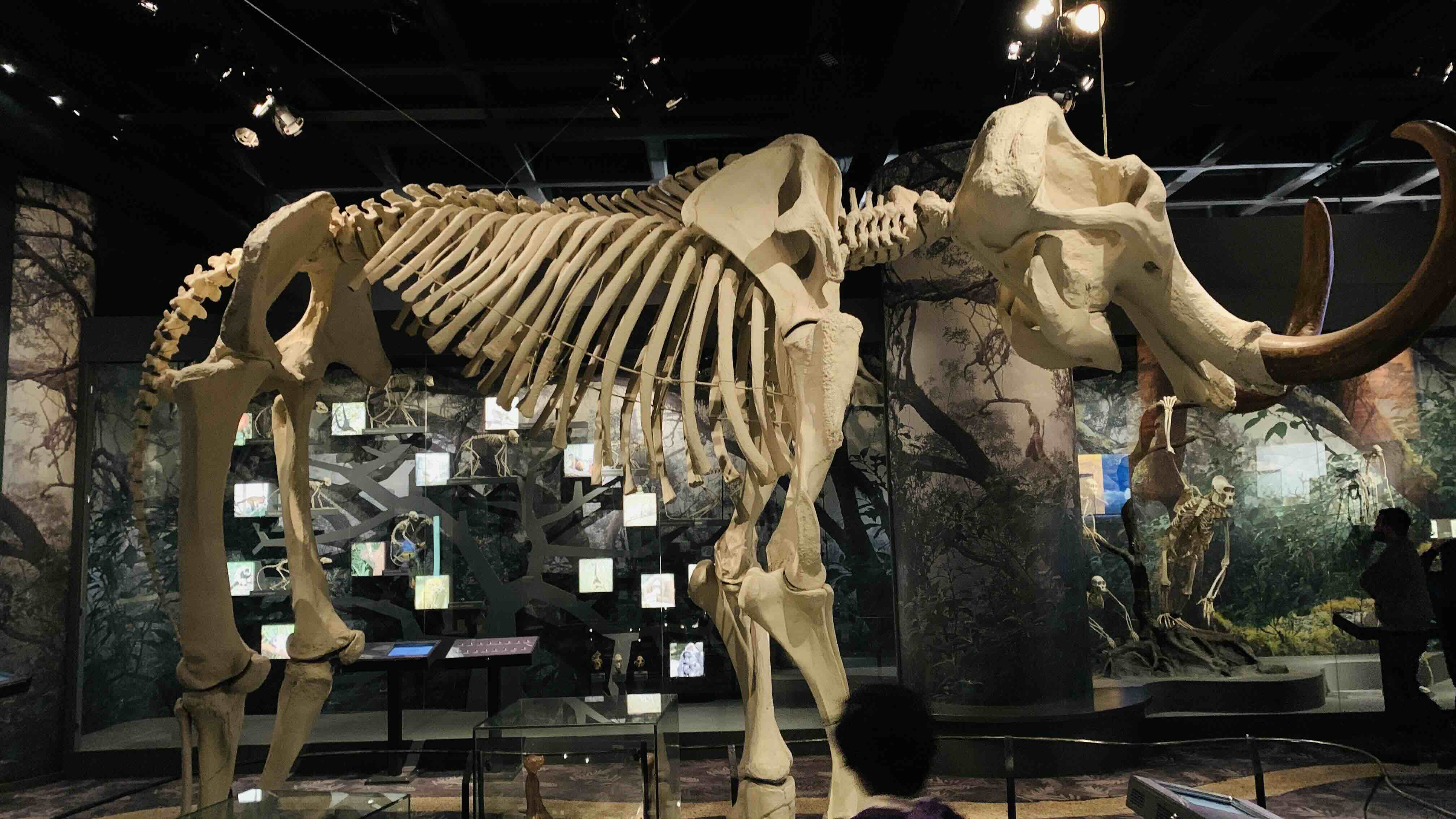 Mammoth fossils