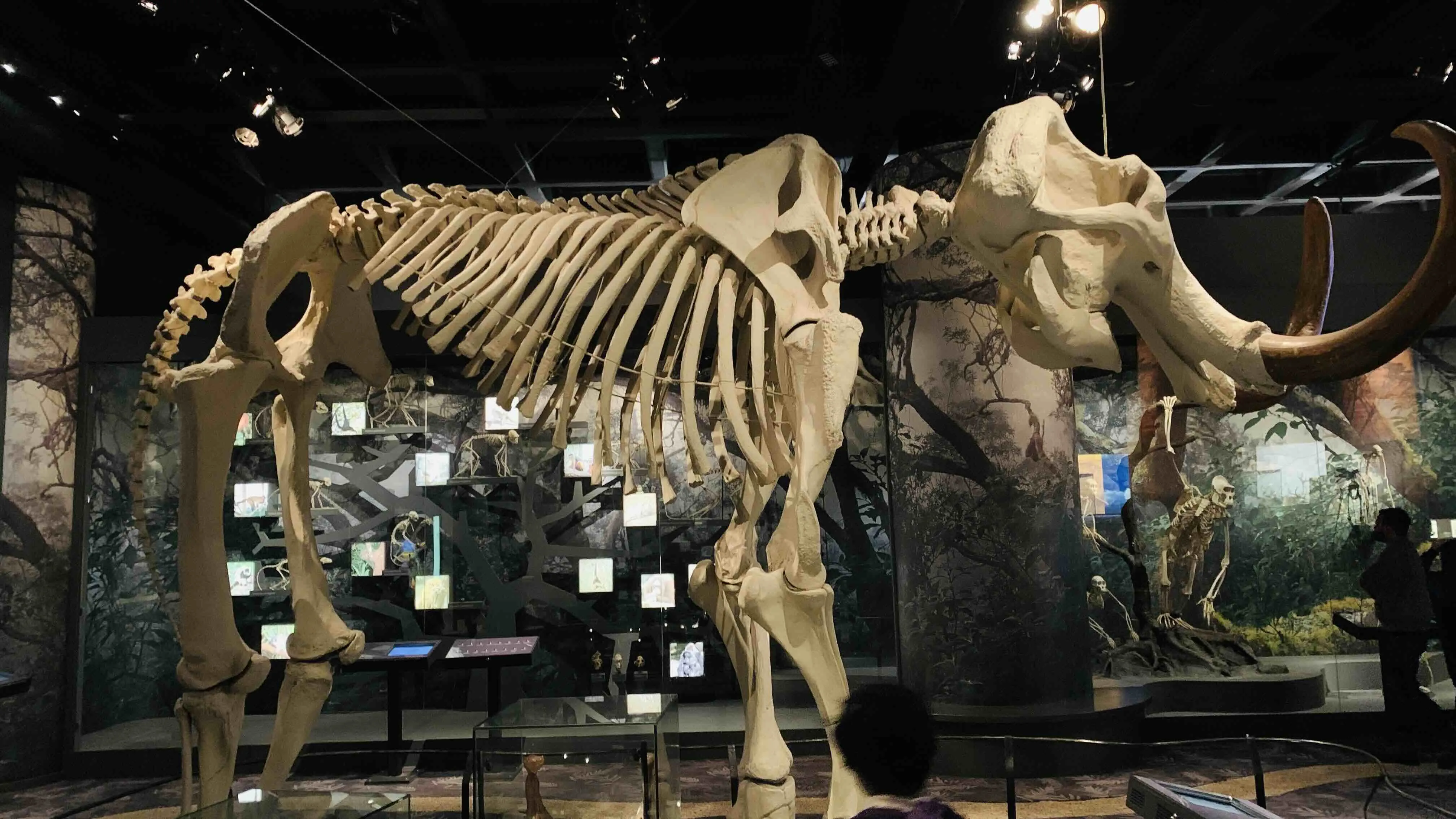 Mammoth fossils