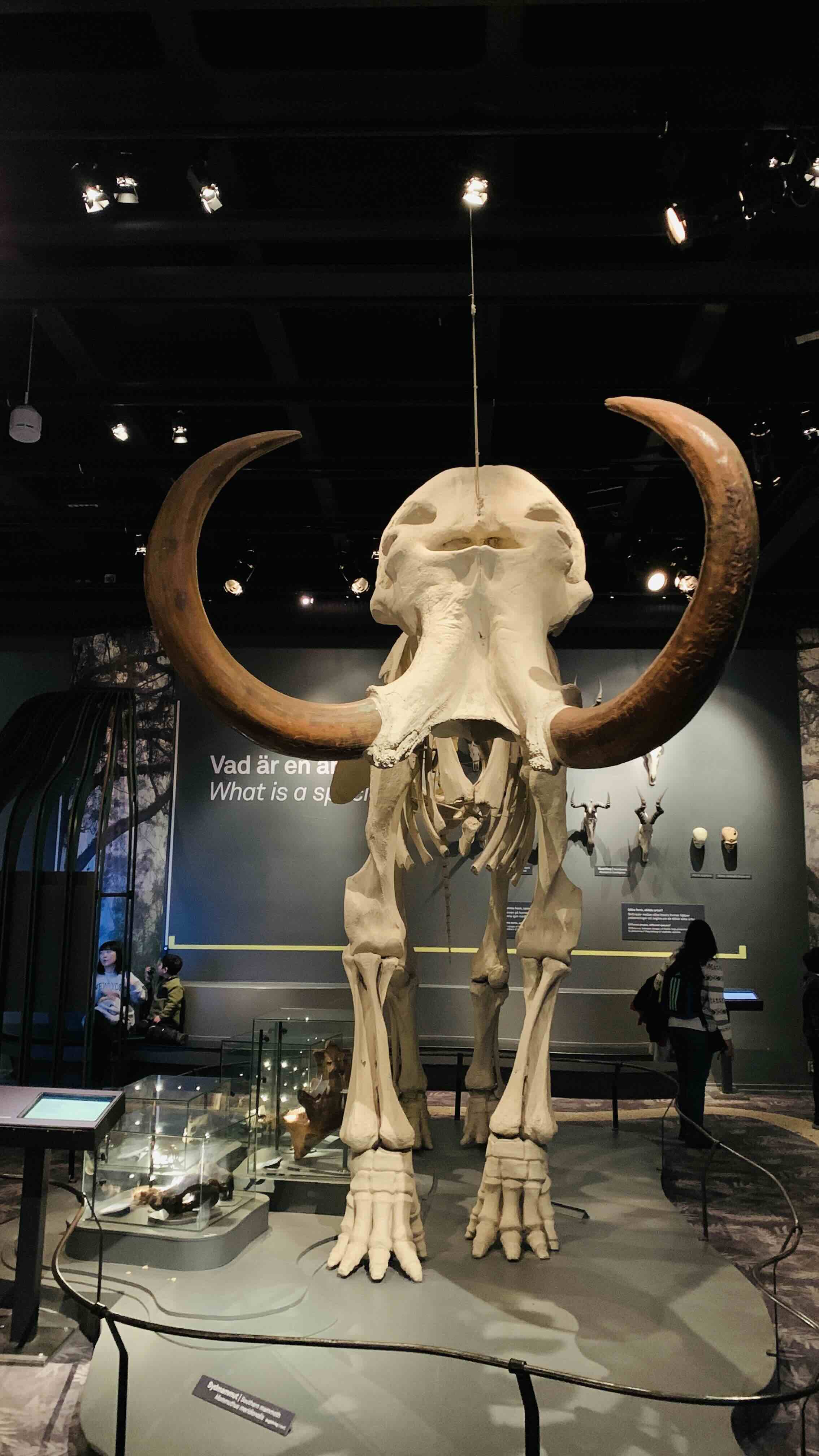 Mammoth fossils
