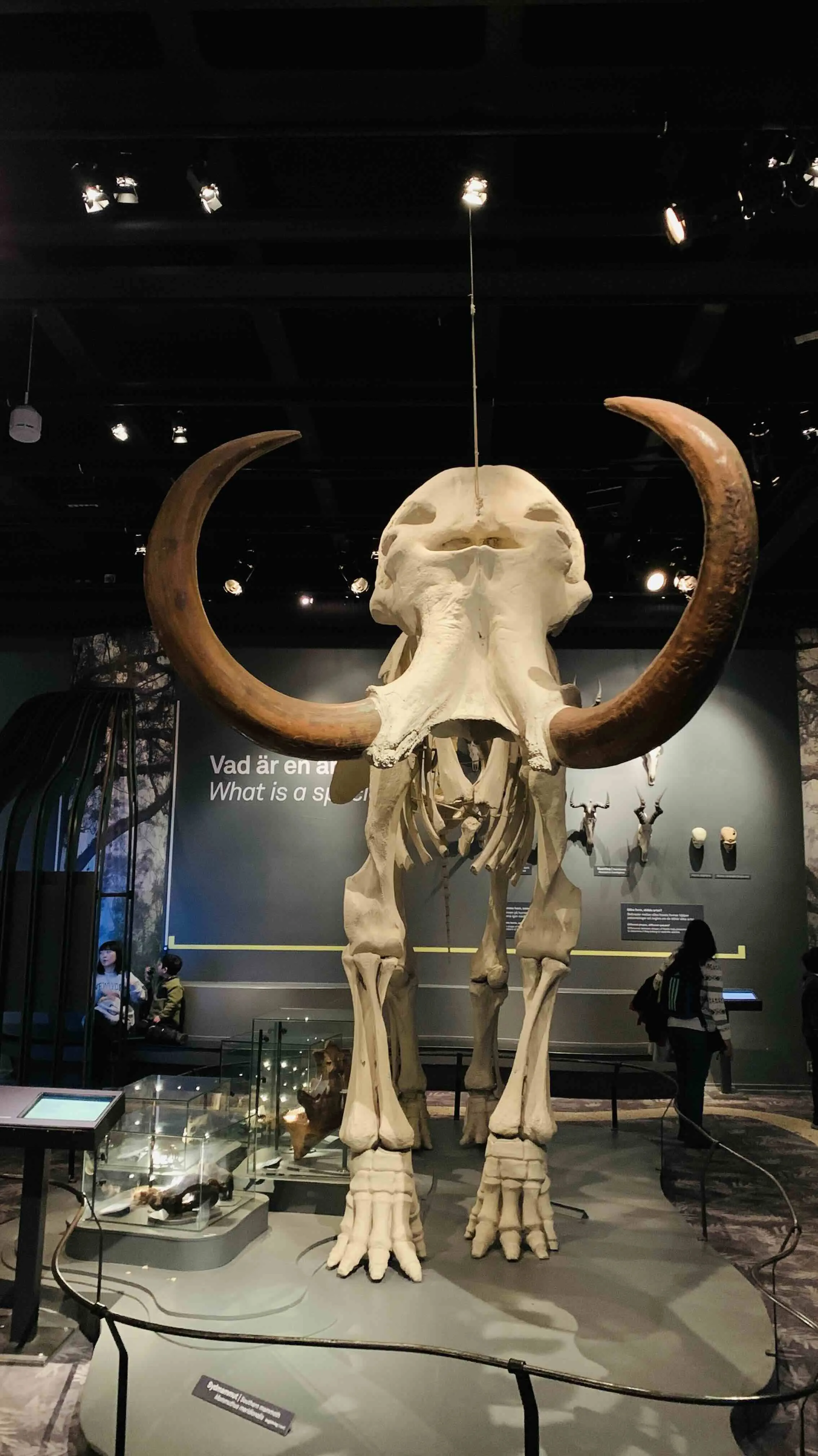 Mammoth fossils