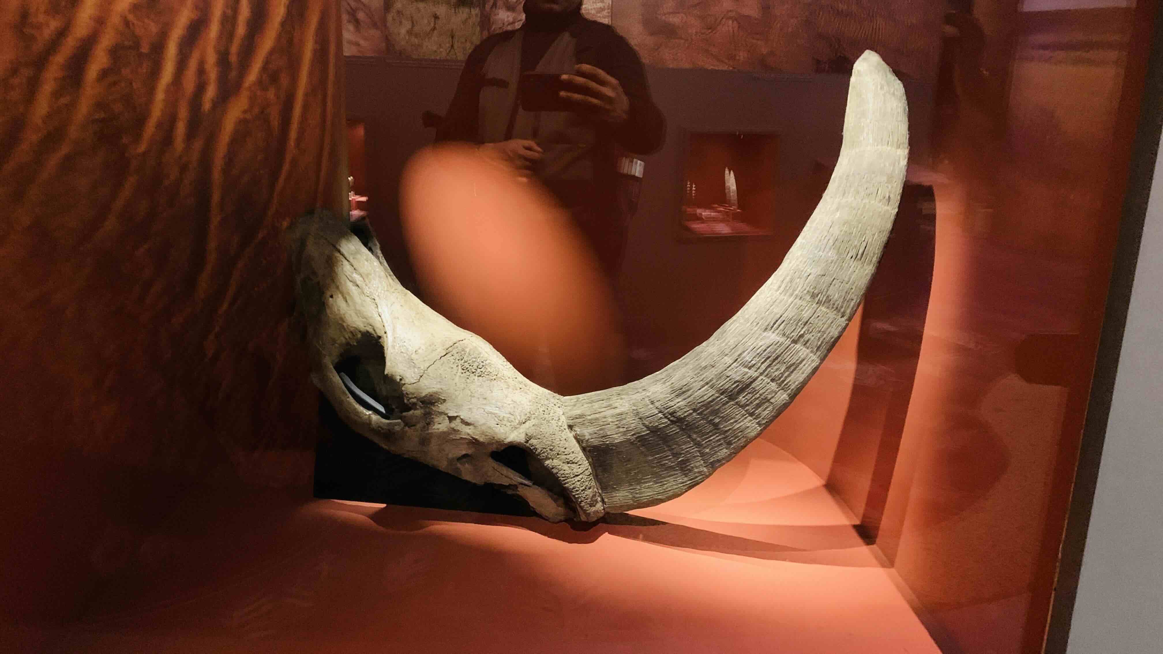 Pre-Historic Rhinoceroses fossils